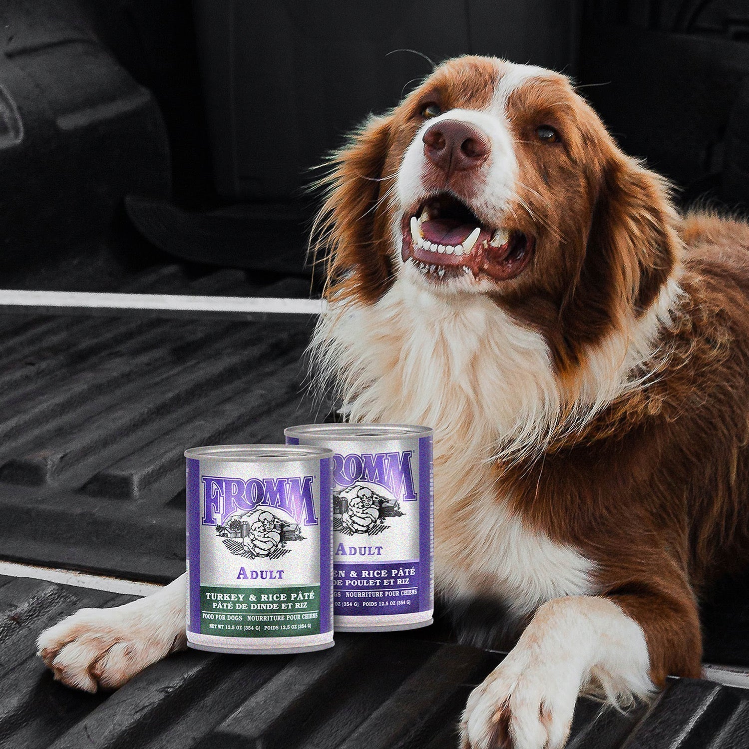 Dog resting in a truck bed behind cans of Fromm Classic Adult Turkey & Rice Pâté and Chicken & Rice Pâté