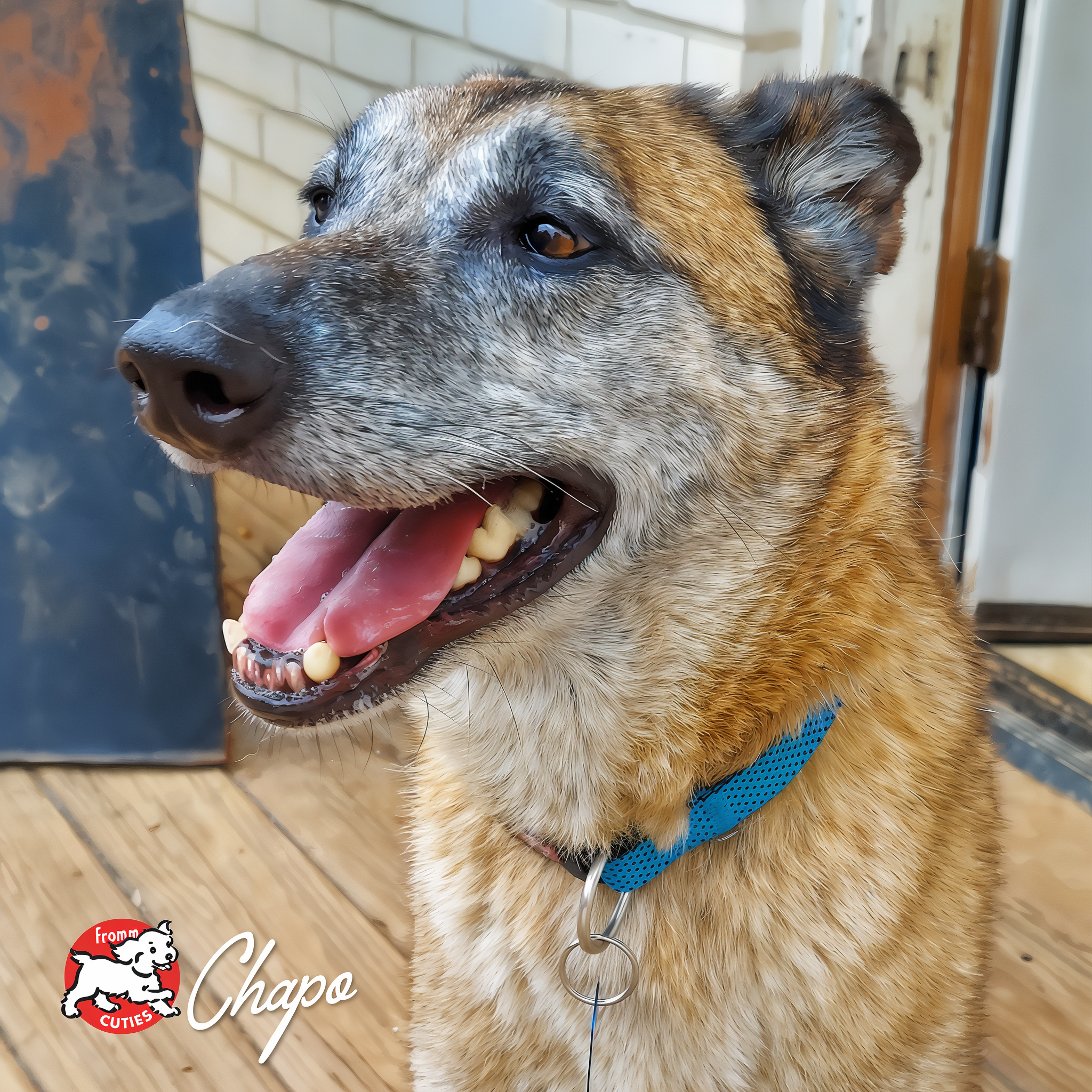 Senior shepherd mix Chapo with a greying muzzle, from the Fromm Cuties gallery