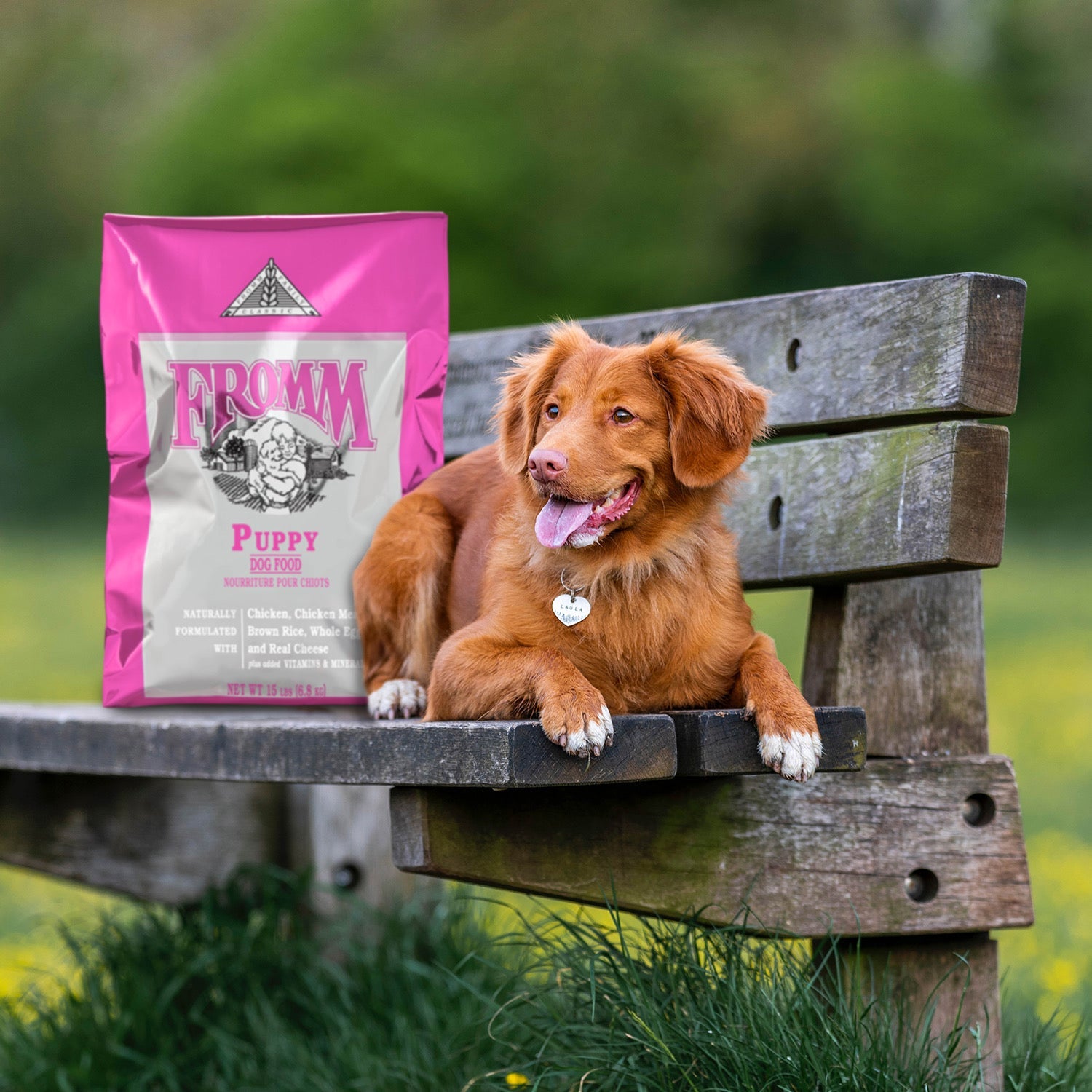 A red retriever lying on a weathered wooden bench beside a bag of Fromm Classic Puppy