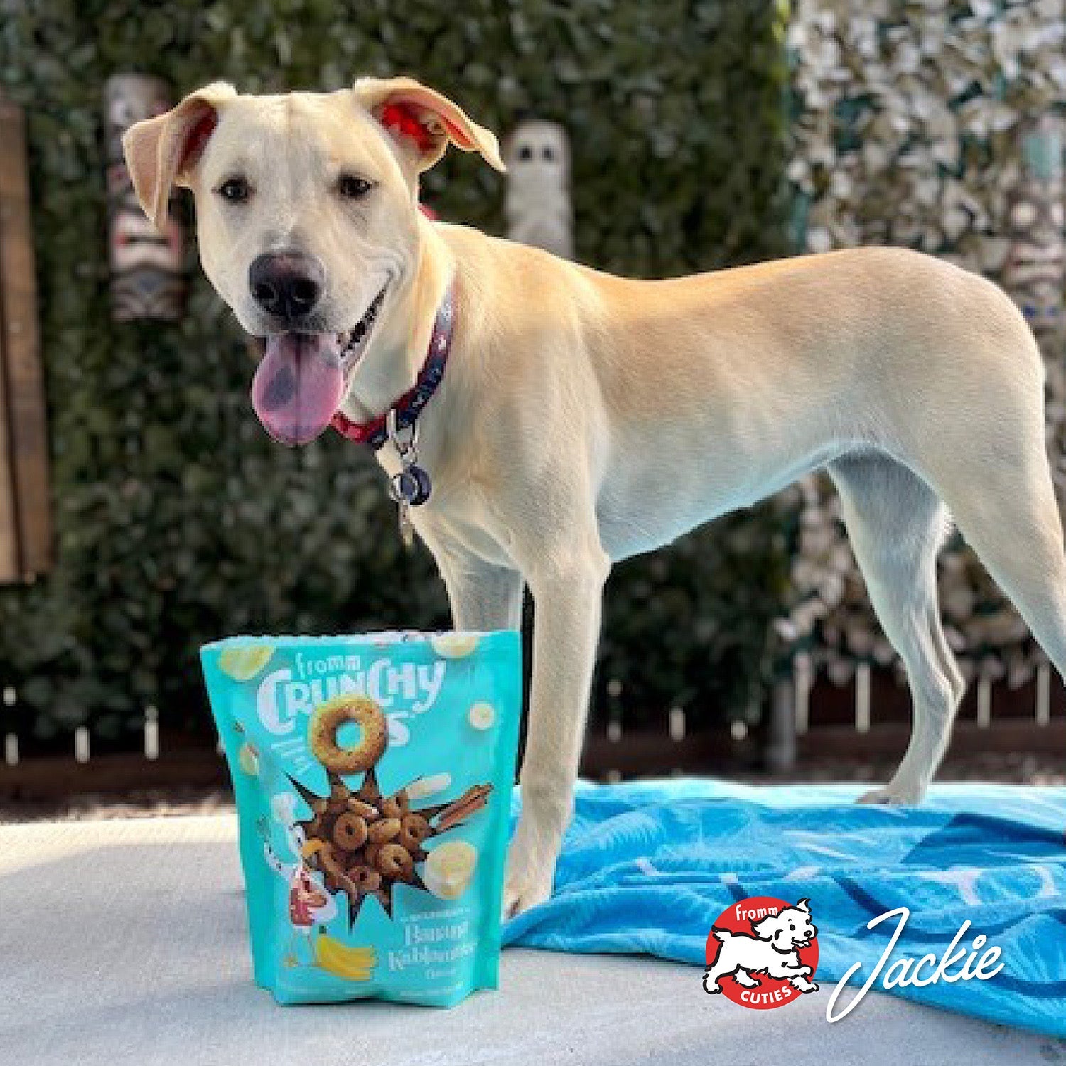 Jackie the dog outdoors with a bag of Fromm Crunchy O's, from the Fromm Cuties gallery