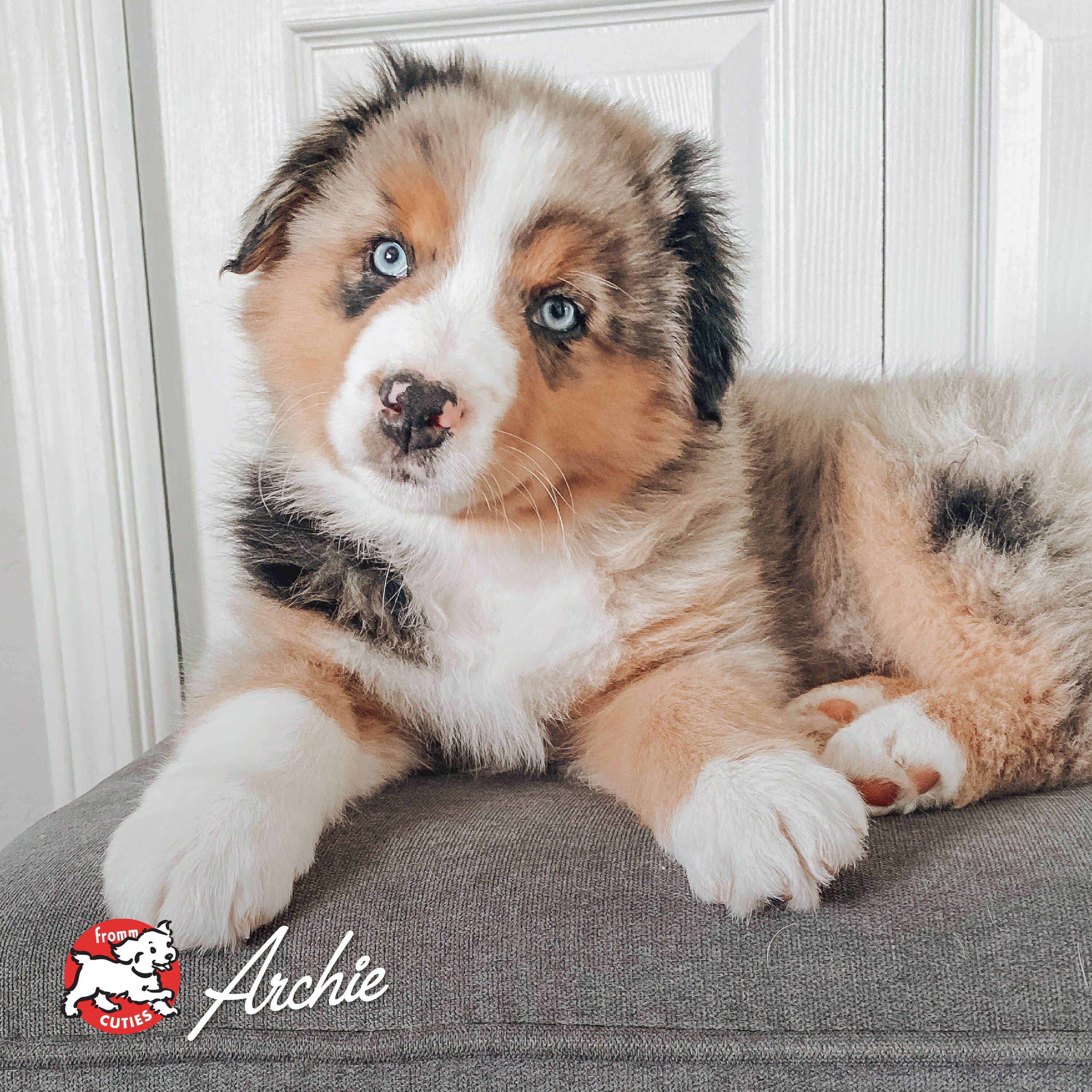 Fluffy merle puppy Archie with blue eyes resting on an ottoman, from the Fromm Cuties gallery
