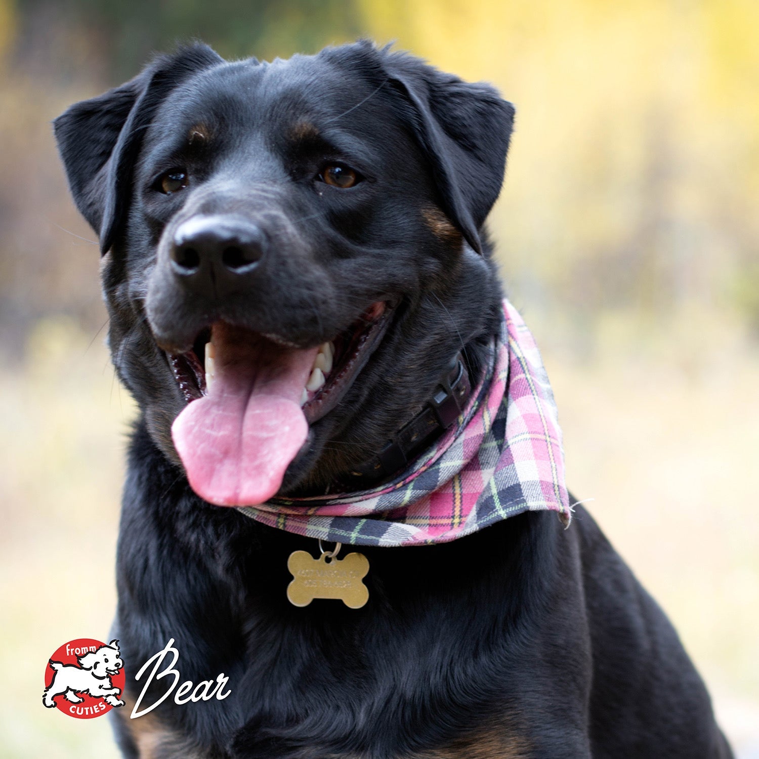 Black dog Bear in a plaid bandana, from the Fromm Cuties gallery