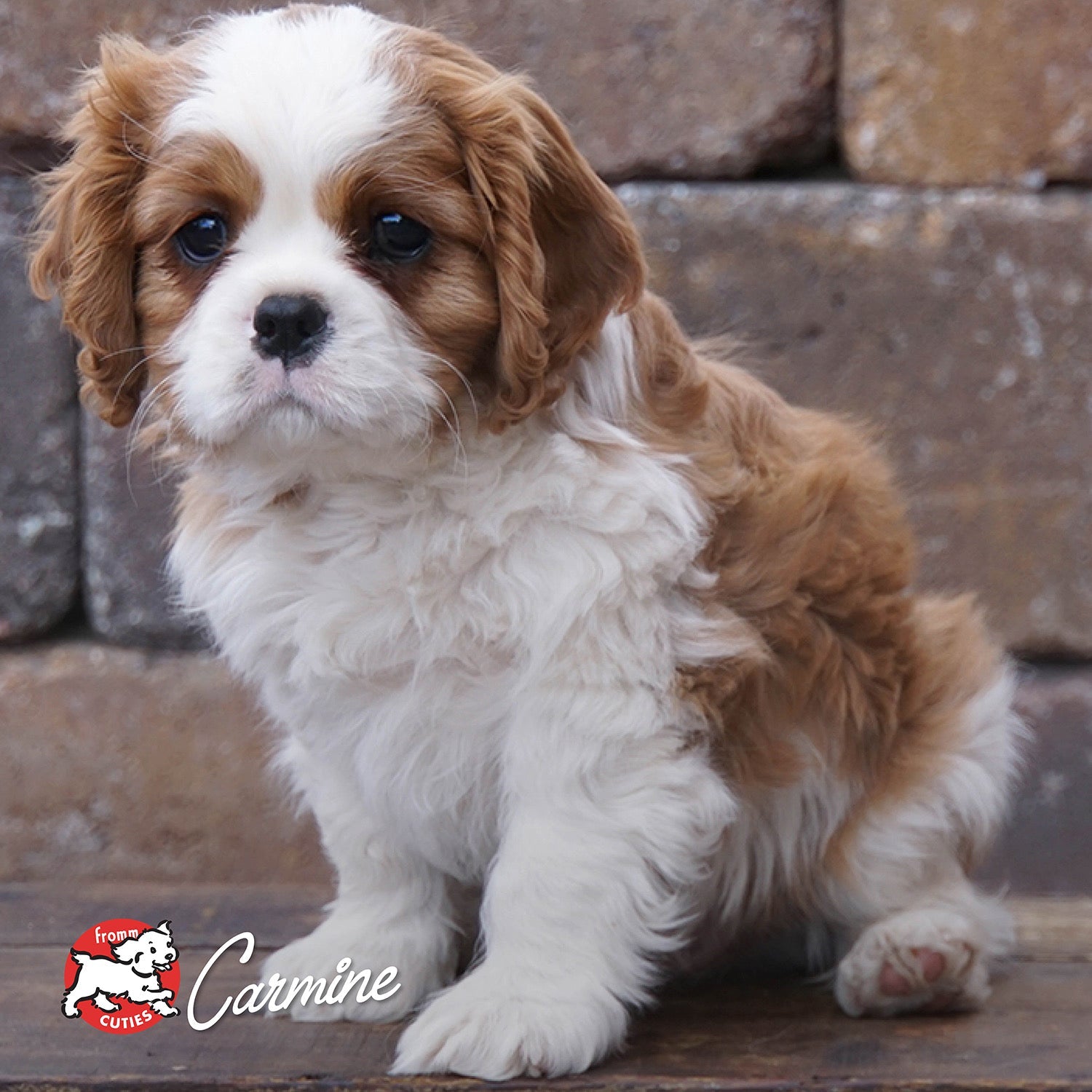 Brown and white puppy Carmine sitting in front of a stone wall, from the Fromm Cuties gallery