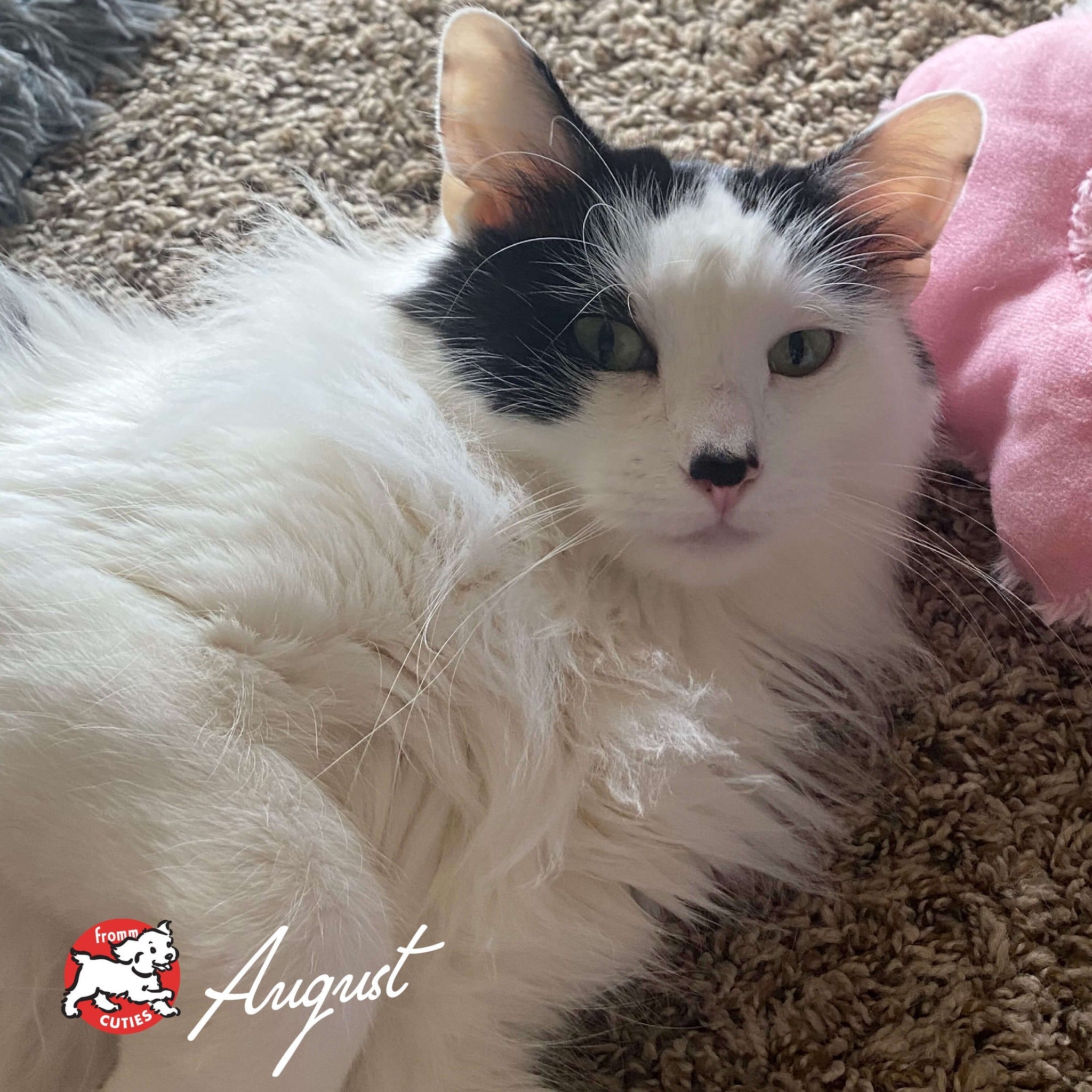 Long-haired black-and-white cat August lying on carpet, from the Fromm Cuties gallery