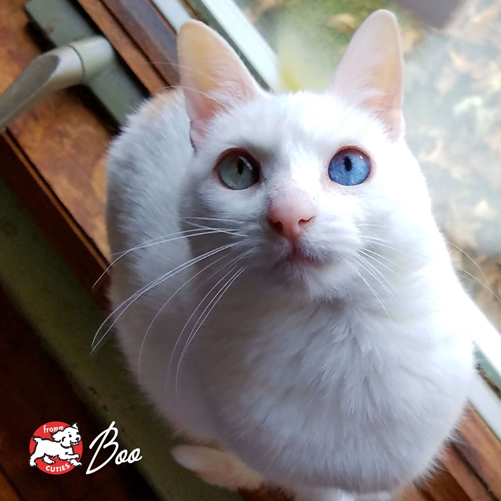 White cat Boo with one blue eye and one green eye looking up from a windowsill, from the Fromm Cuties gallery