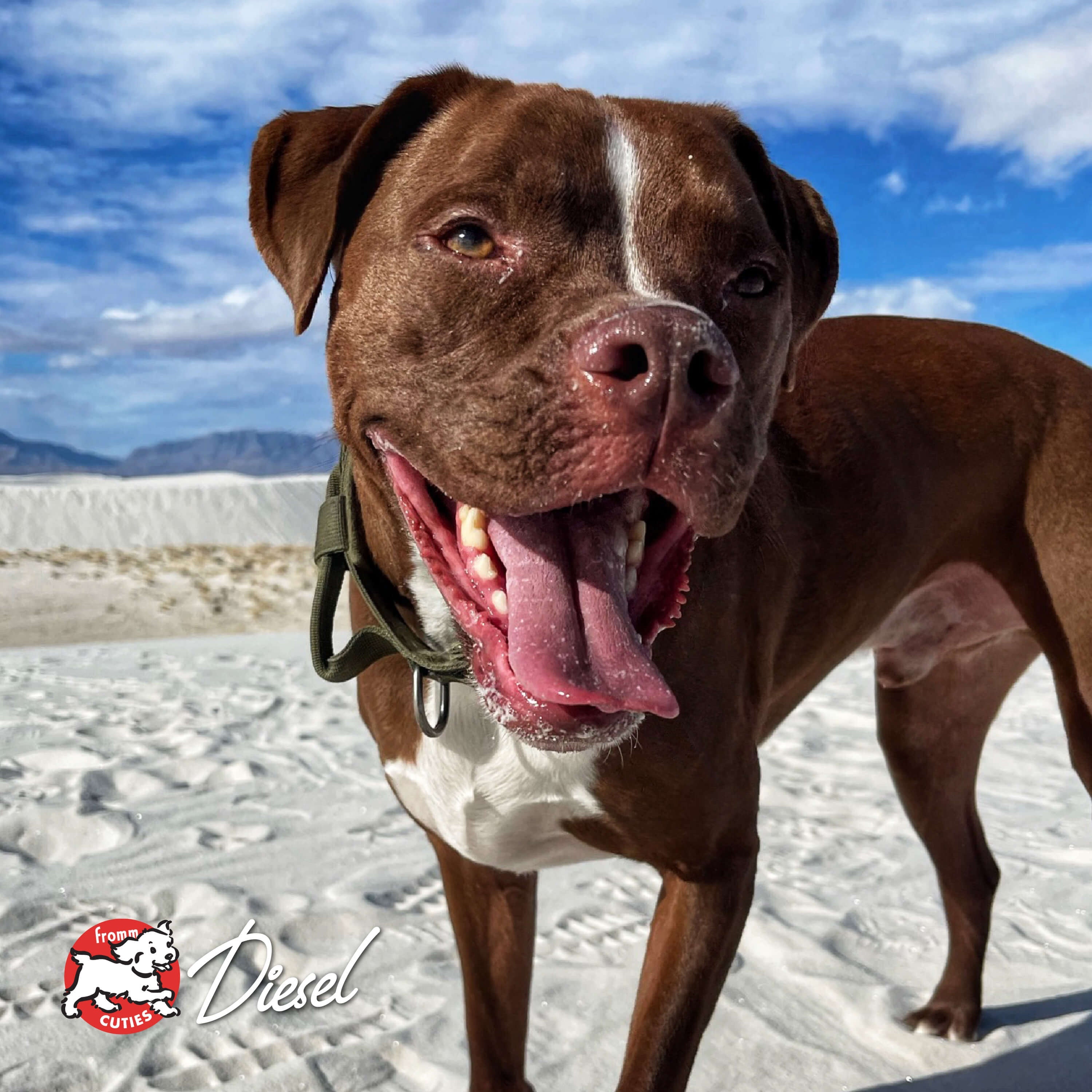 Brown and white dog Diesel smiling on white sand dunes, from the Fromm Cuties gallery