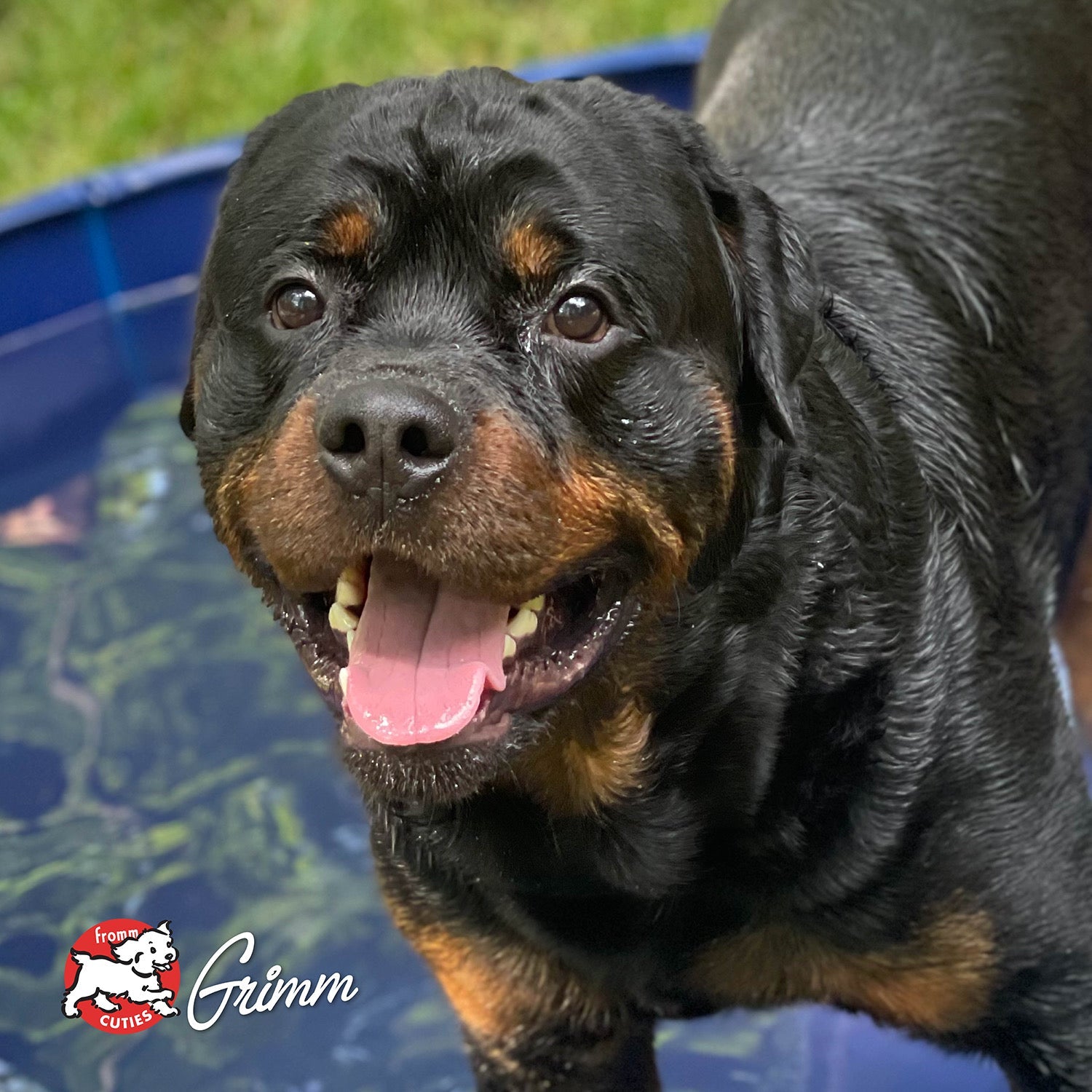 Black and tan dog Grimm smiling in a backyard splash pool, from the Fromm Cuties gallery