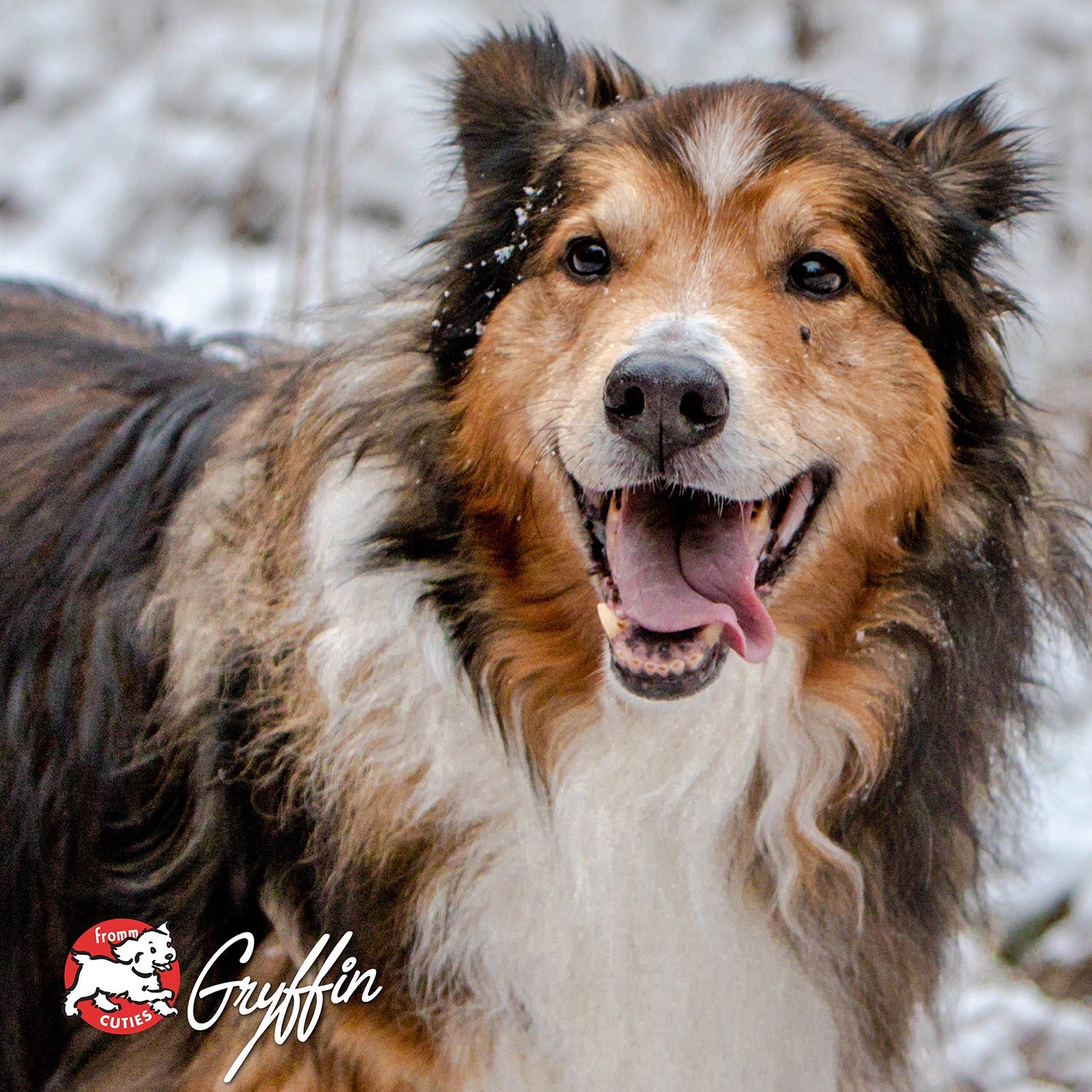 Fluffy tri-color dog Gryffin smiling outdoors in the snow, from the Fromm Cuties gallery