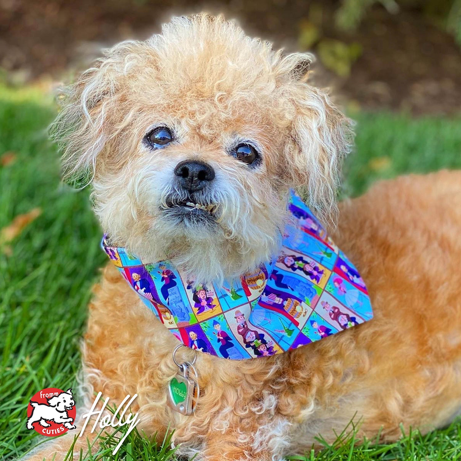 Curly apricot dog Holly wearing a colorful bandana in the grass, from the Fromm Cuties gallery