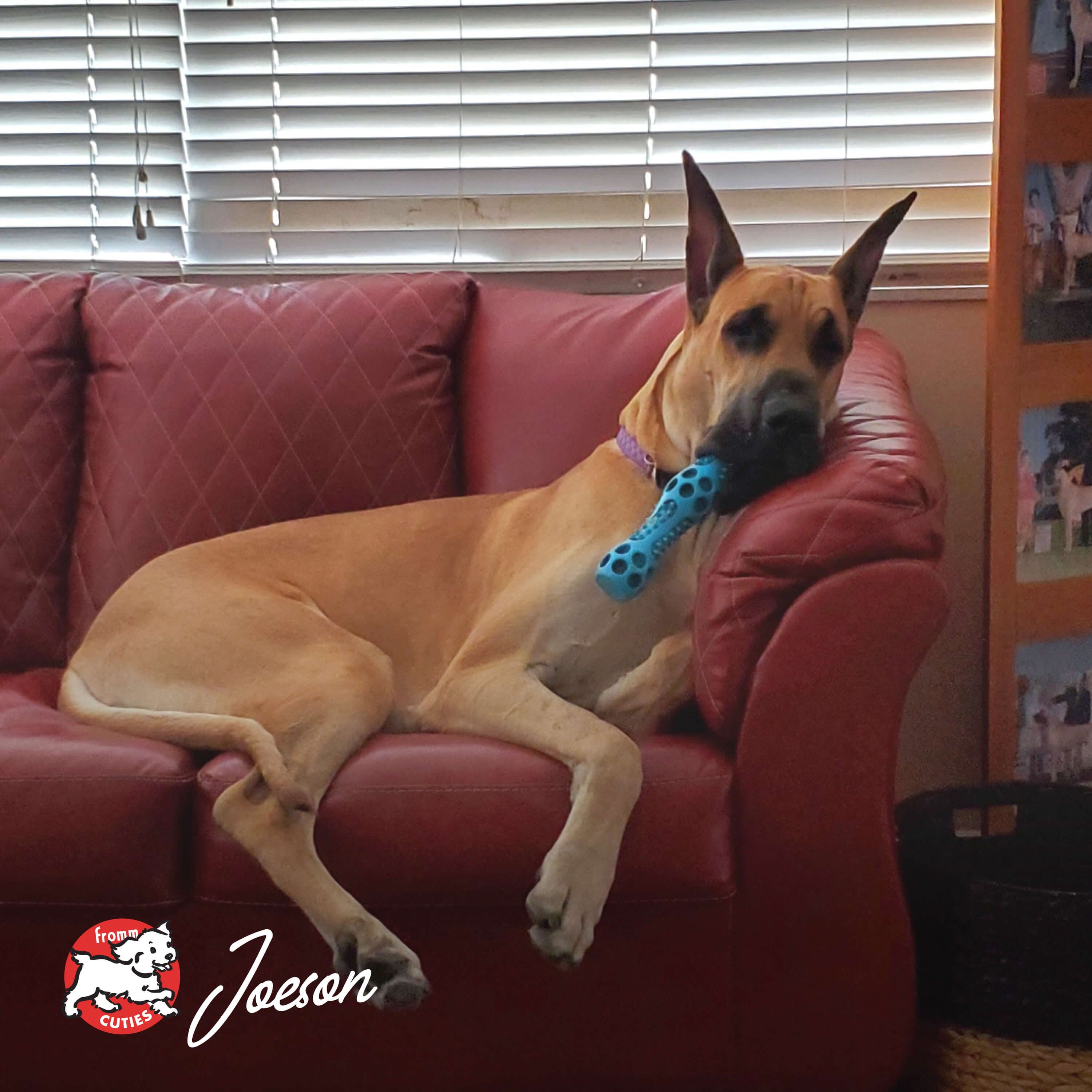 Fawn Great Dane Joeson lounging on a red couch with a blue toy, from the Fromm Cuties gallery