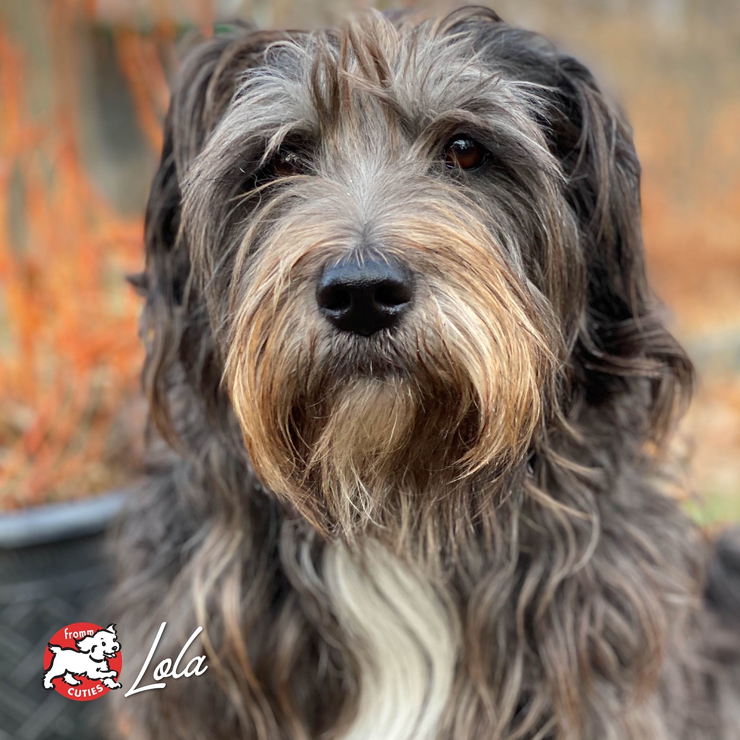 Shaggy grey dog Lola in the garden, from the Fromm Cuties gallery