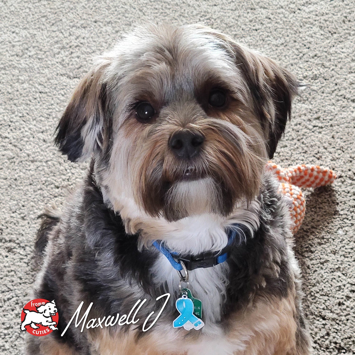 Scruffy grey and tan dog Maxwell J with a rope toy, from the Fromm Cuties gallery