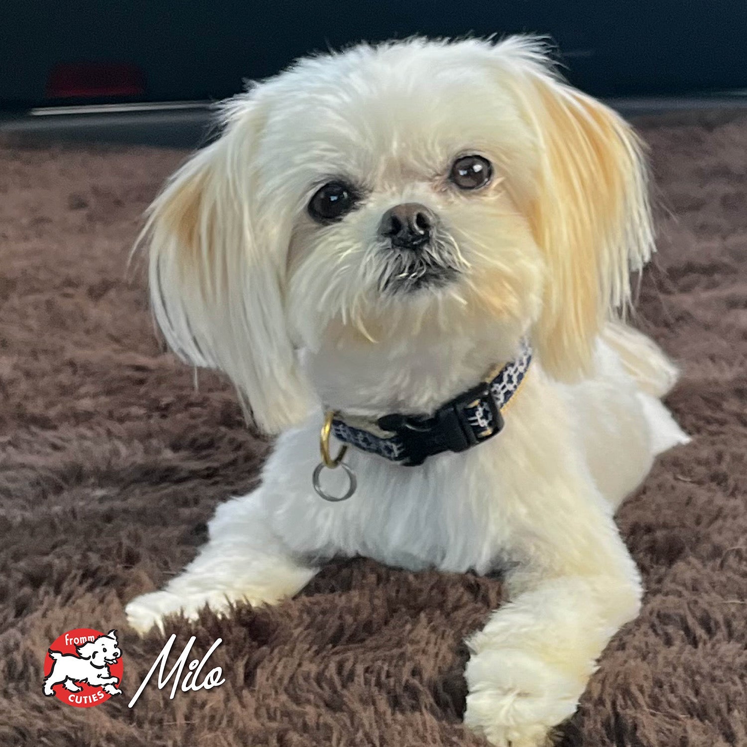 Small white dog Milo on a brown rug, from the Fromm Cuties gallery