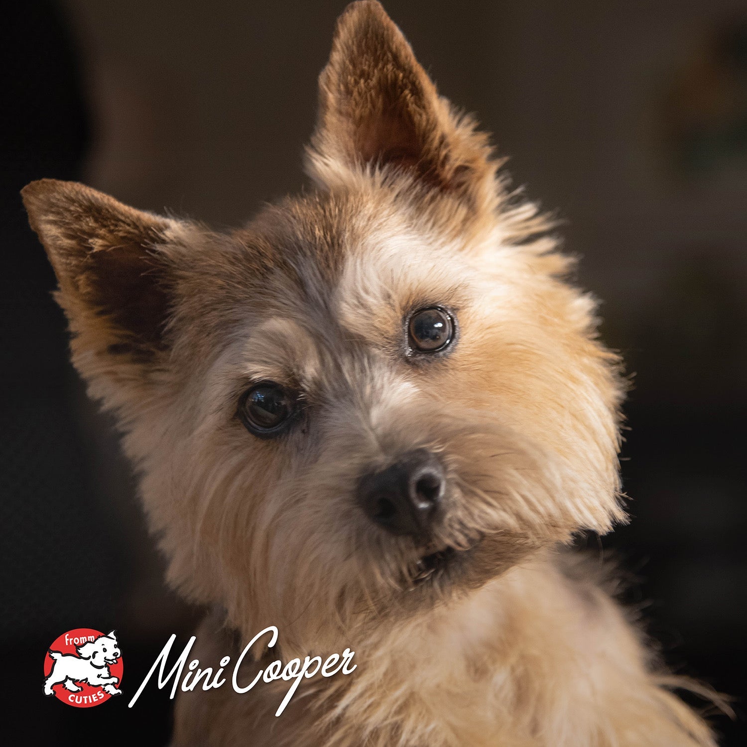Small scruffy tan dog Mini Cooper tilting his head, from the Fromm Cuties gallery