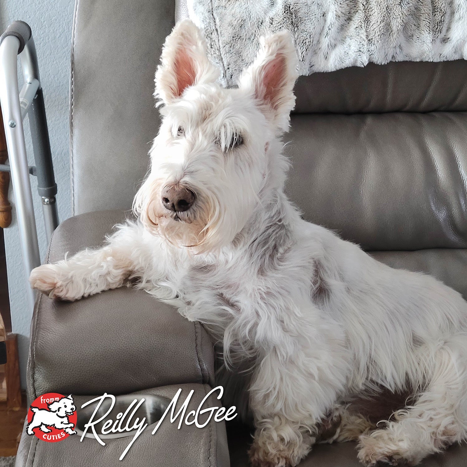 White Scottish Terrier Reilly McGee resting on a recliner, from the Fromm Cuties gallery