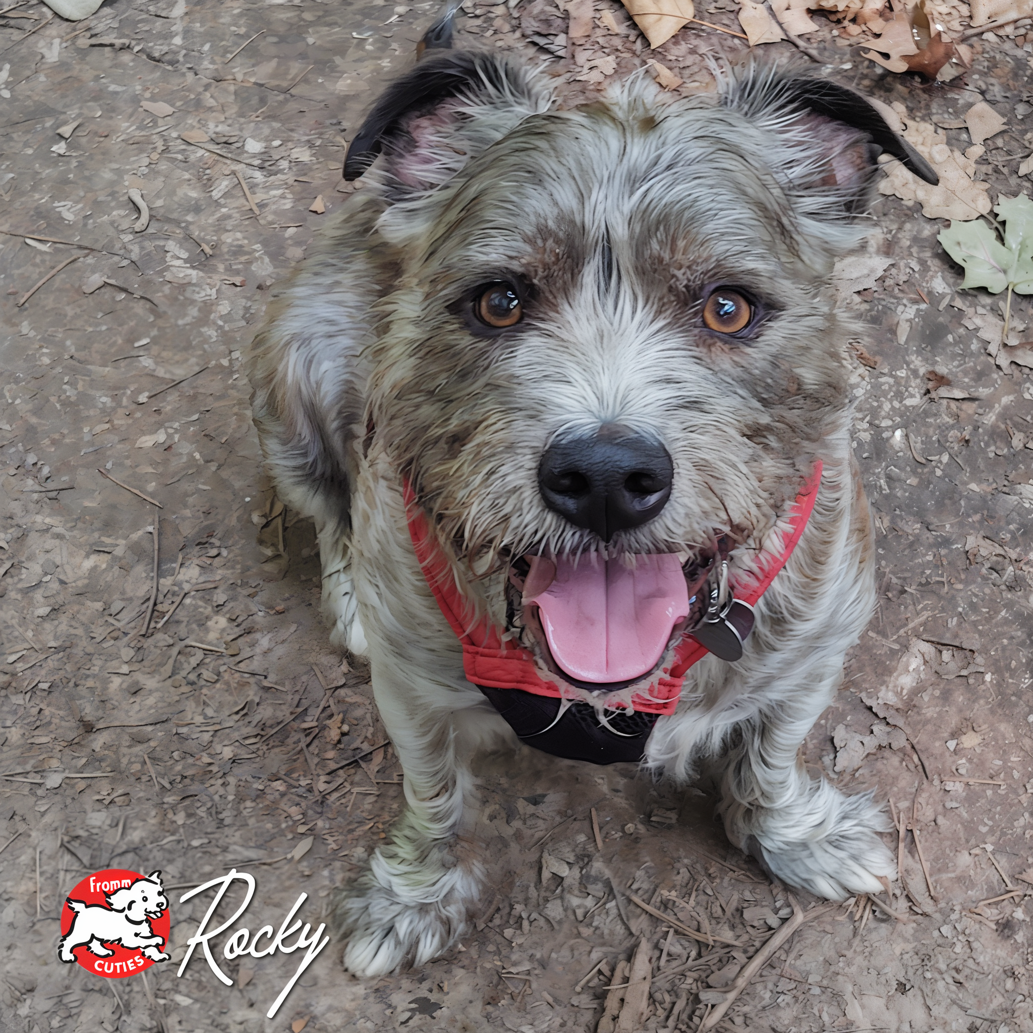 Scruffy grey dog Rocky sitting outdoors in a red harness, from the Fromm Cuties gallery