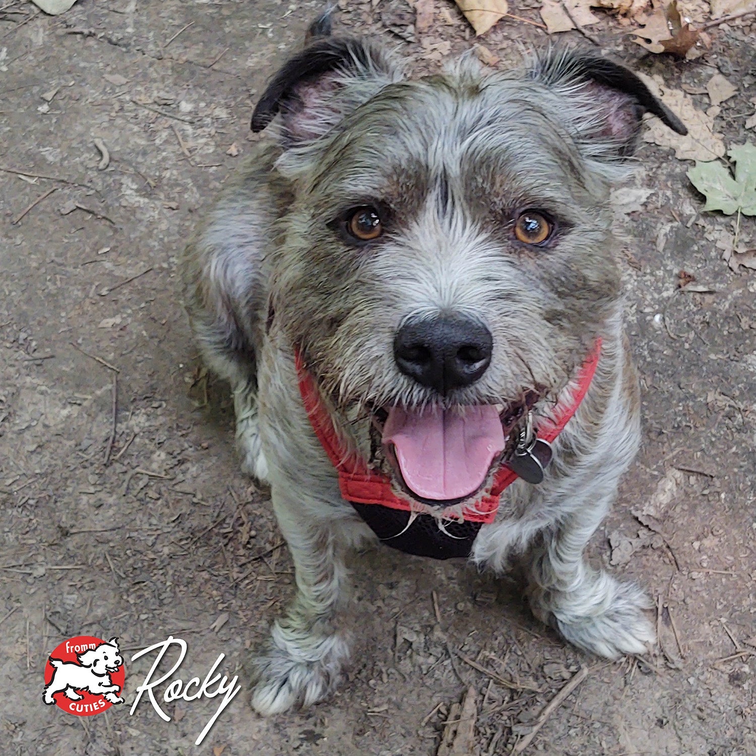Scruffy grey dog Rocky on a woodland trail, from the Fromm Cuties gallery