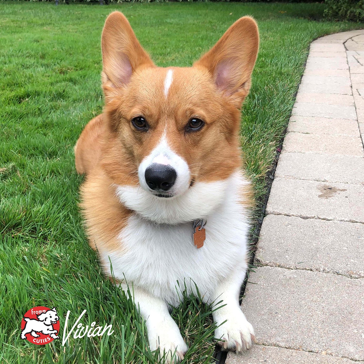 Corgi Vivian lying on the lawn beside a paver path, from the Fromm Cuties gallery