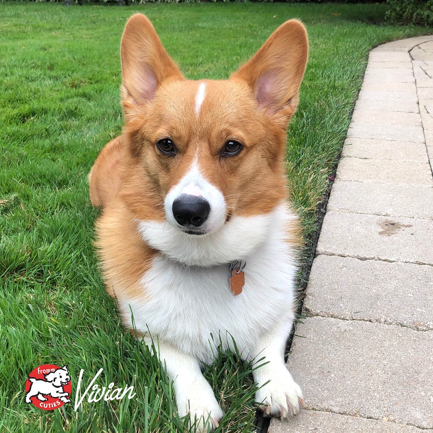 Red and white dog Vivian with upright ears lying on the lawn beside a paver path, from the Fromm Cuties gallery
