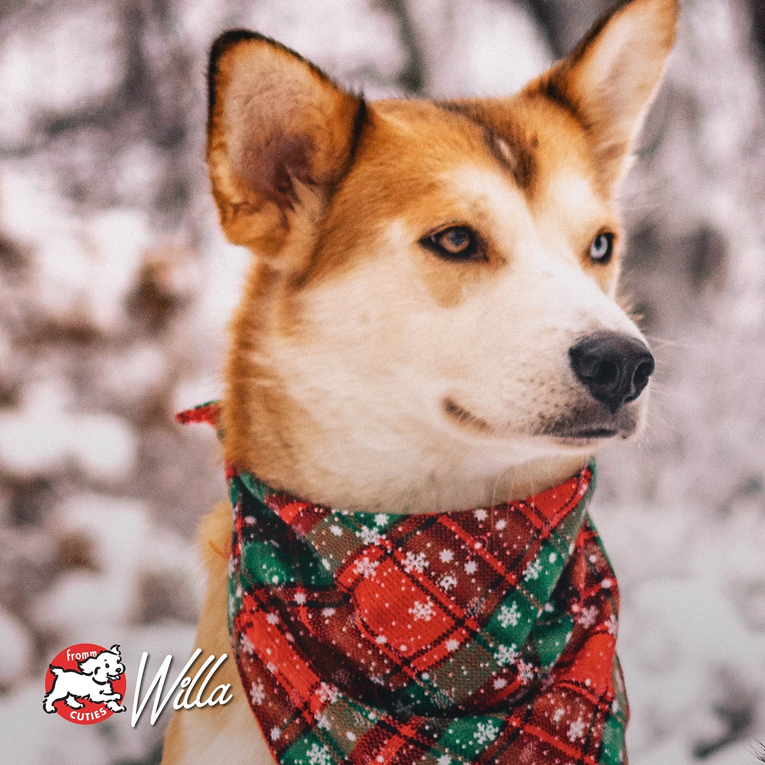 Tan and white dog Willa in a snowy holiday bandana, from the Fromm Cuties gallery