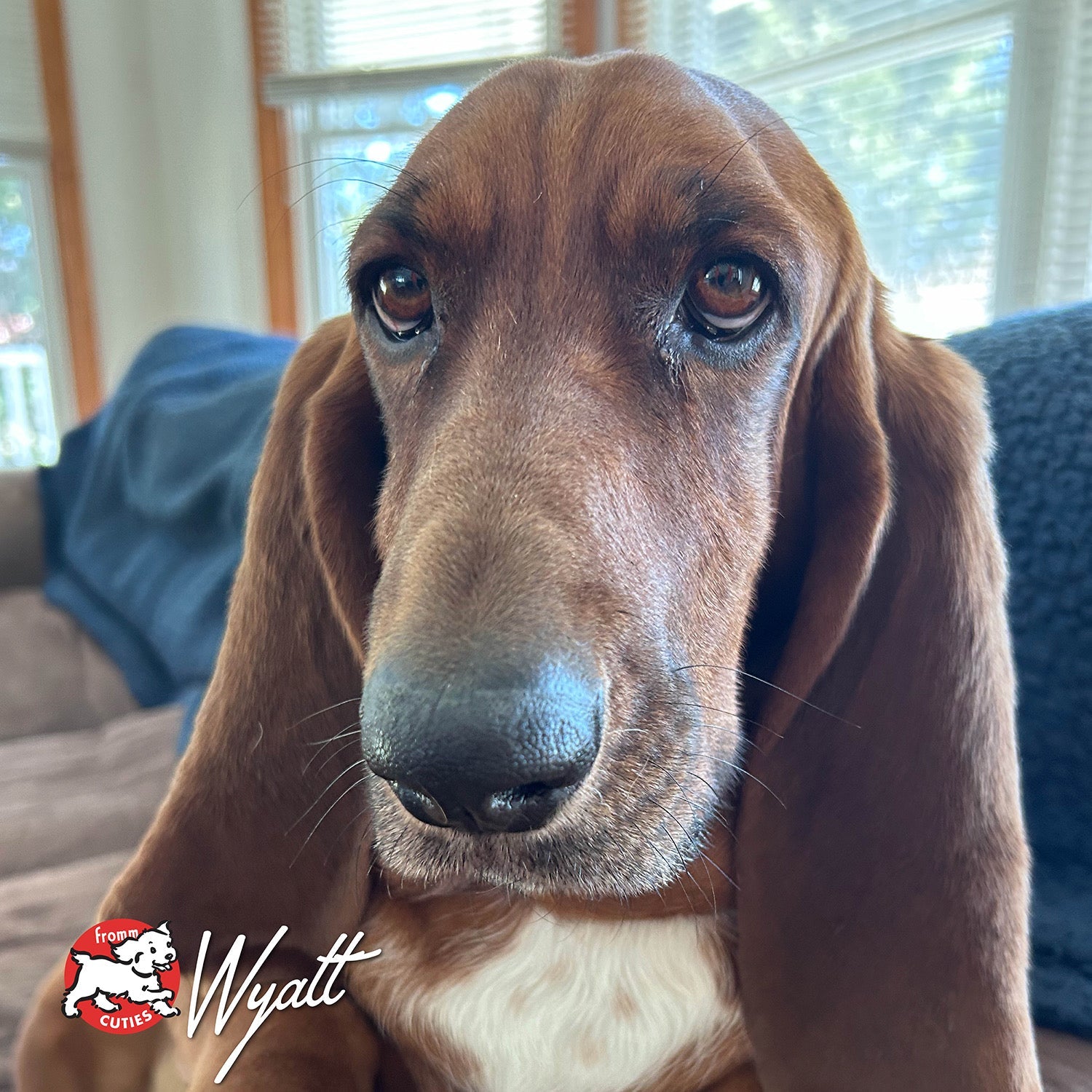 Long-eared brown and white dog Wyatt gazing at the camera, from the Fromm Cuties gallery