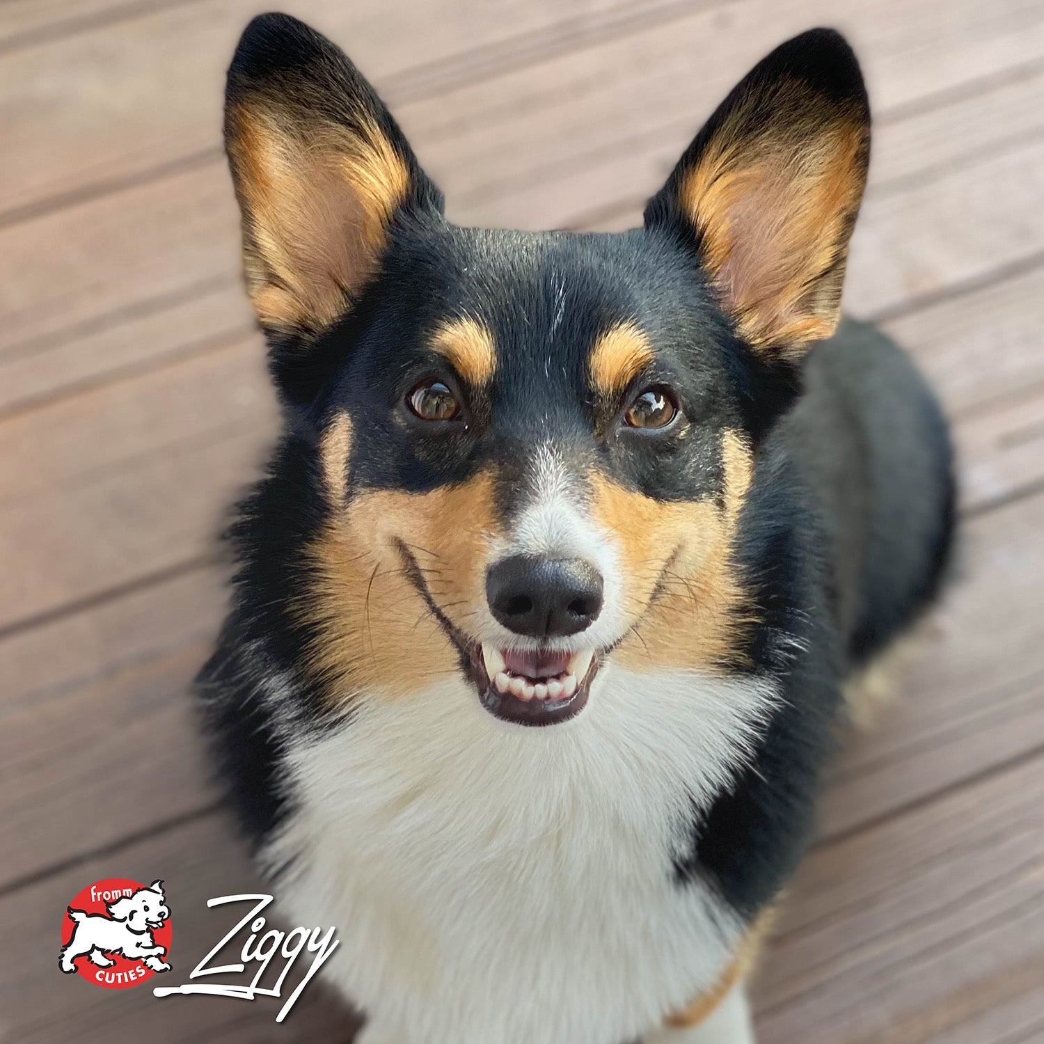 Tri-color corgi Ziggy looking up from a wooden deck, from the Fromm Cuties gallery