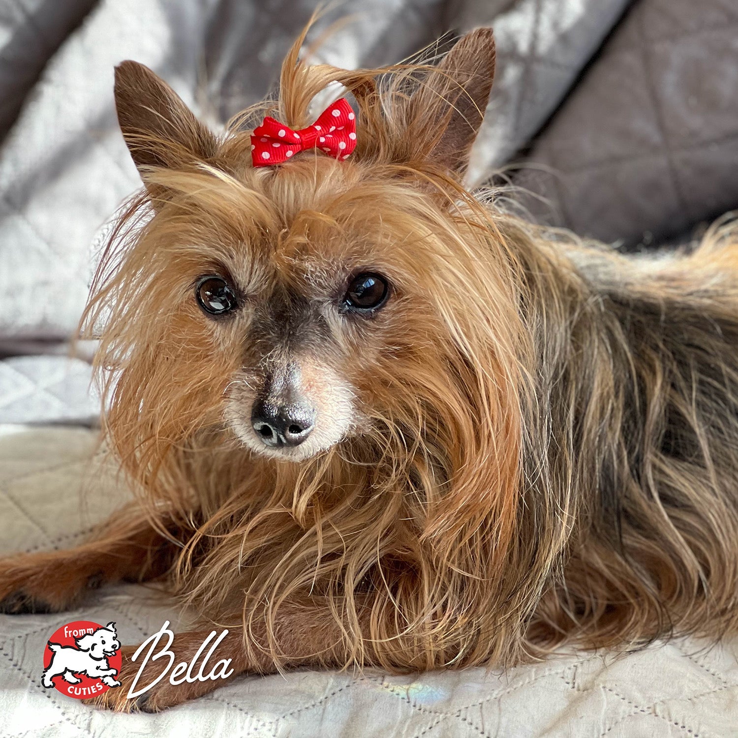 Small long-haired dog Bella wearing a red polka-dot bow, from the Fromm Cuties gallery