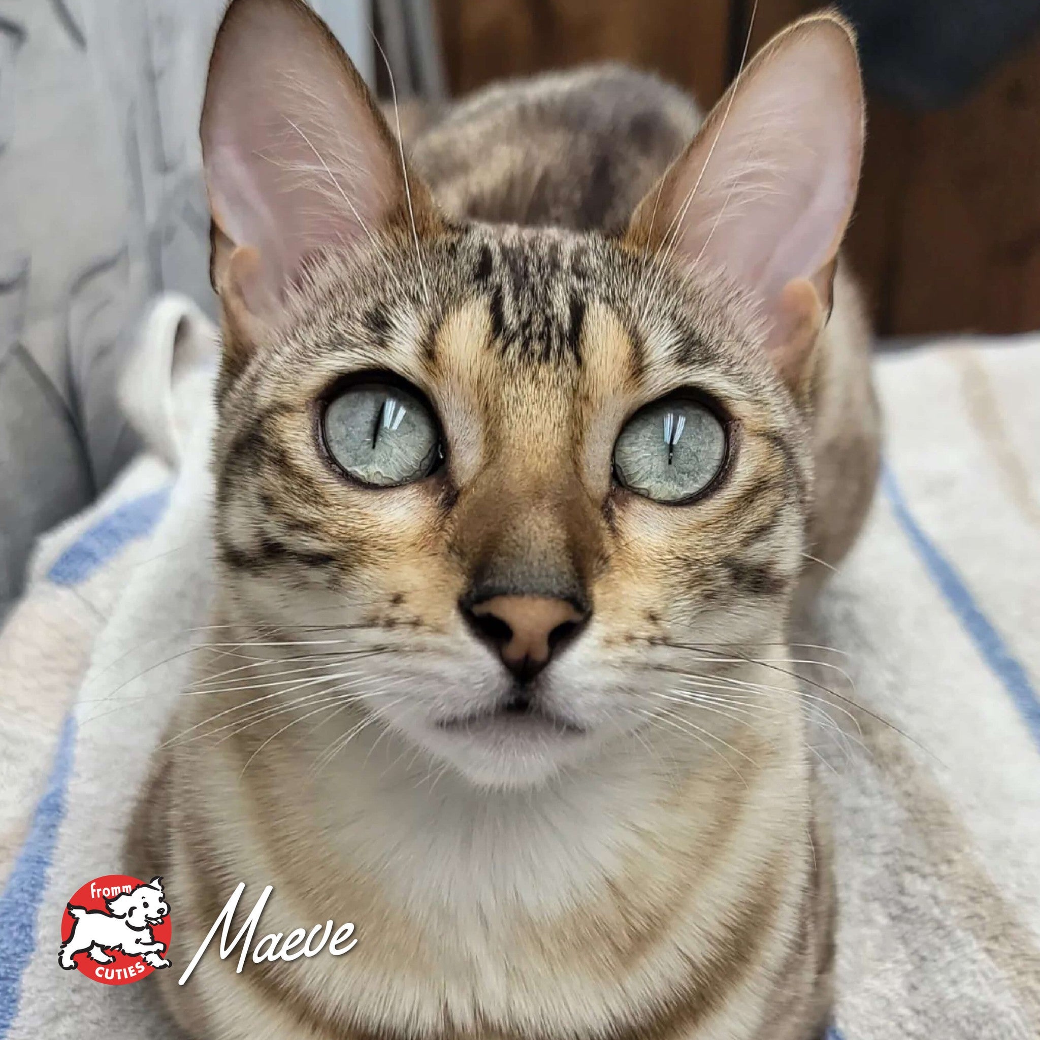 Cat Maeve looking up with wide green eyes, from the Fromm Cuties gallery