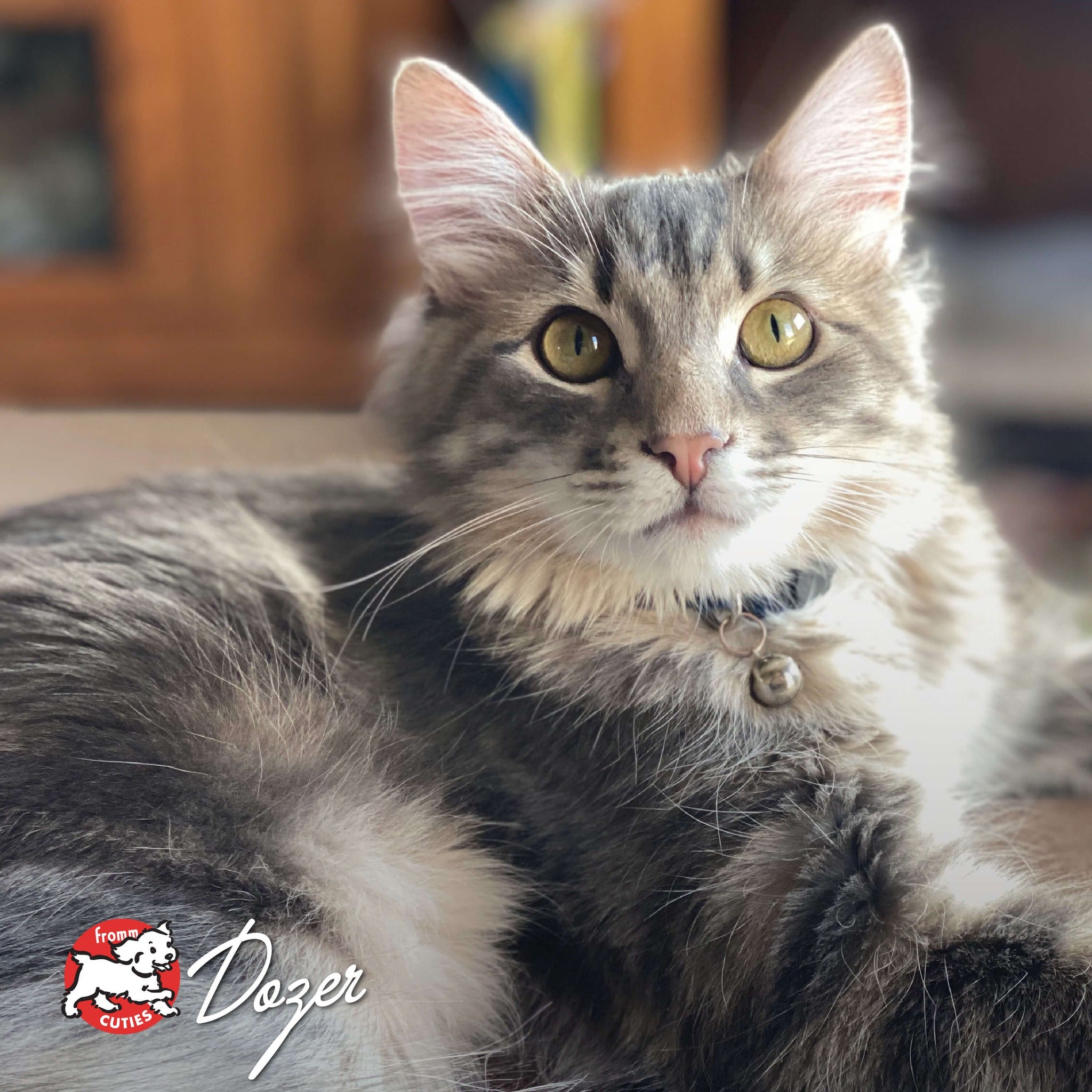 Long-haired grey tabby cat Dozer wearing a bell collar, from the Fromm Cuties gallery