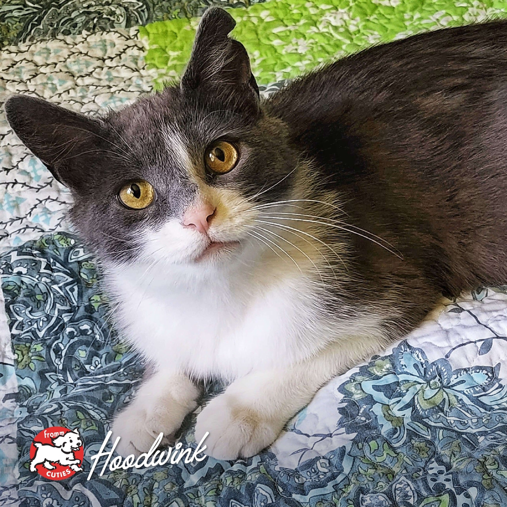 Gray and white cat Hoodwink resting on a patterned quilt, from the Fromm Cuties gallery