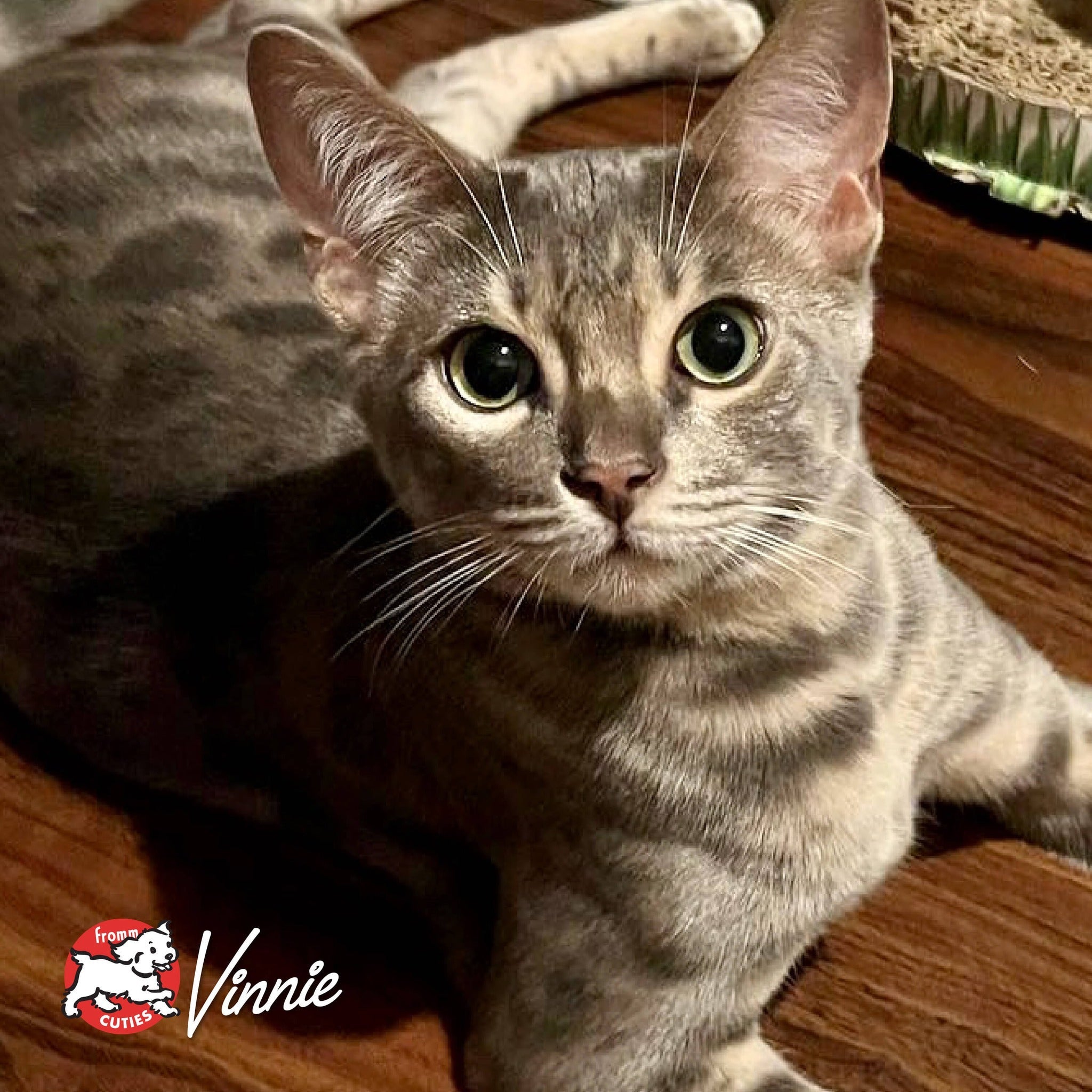Cat Vinnie looking up from a wood floor, from the Fromm Cuties gallery