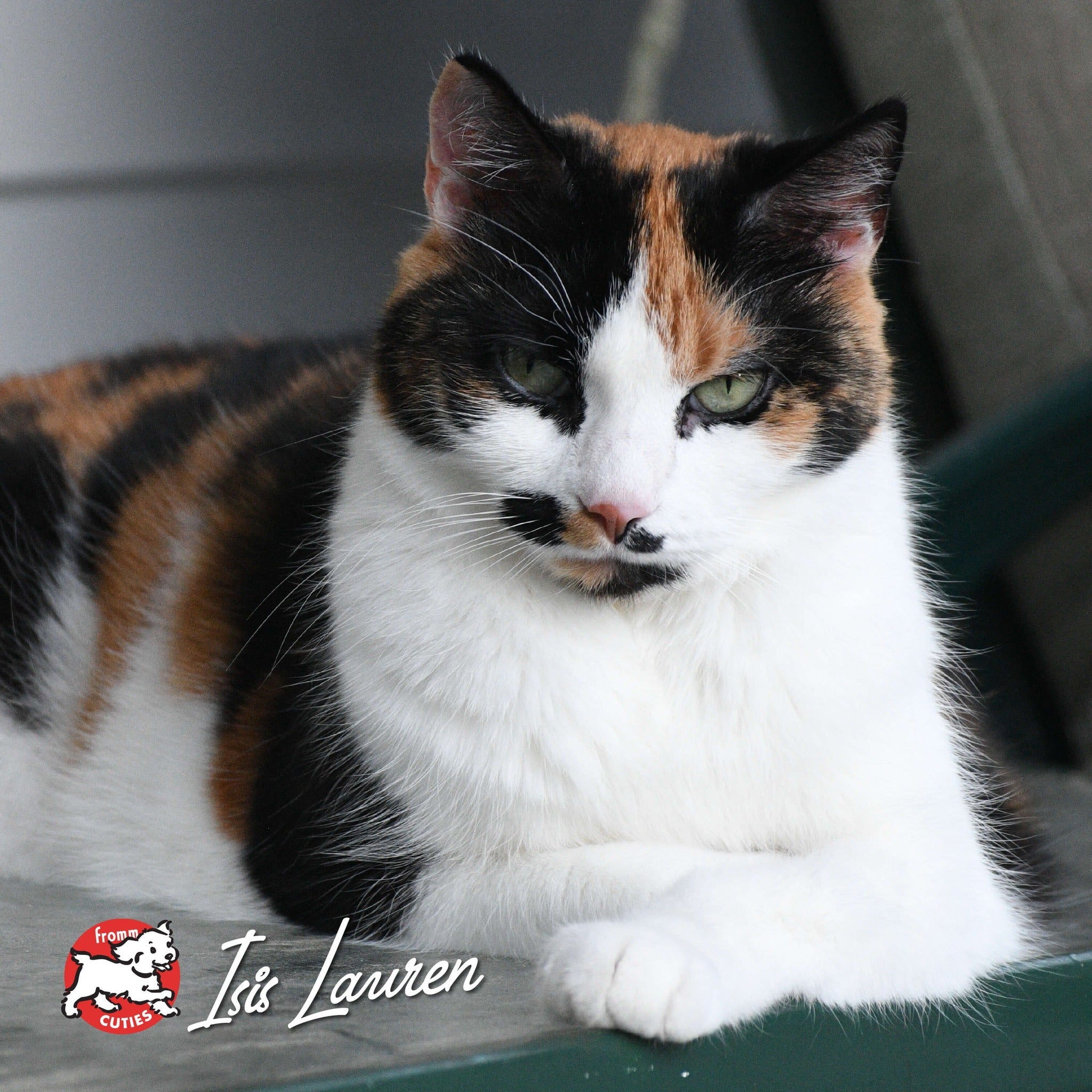 Cat Isis Lauren resting on a porch bench, from the Fromm Cuties gallery