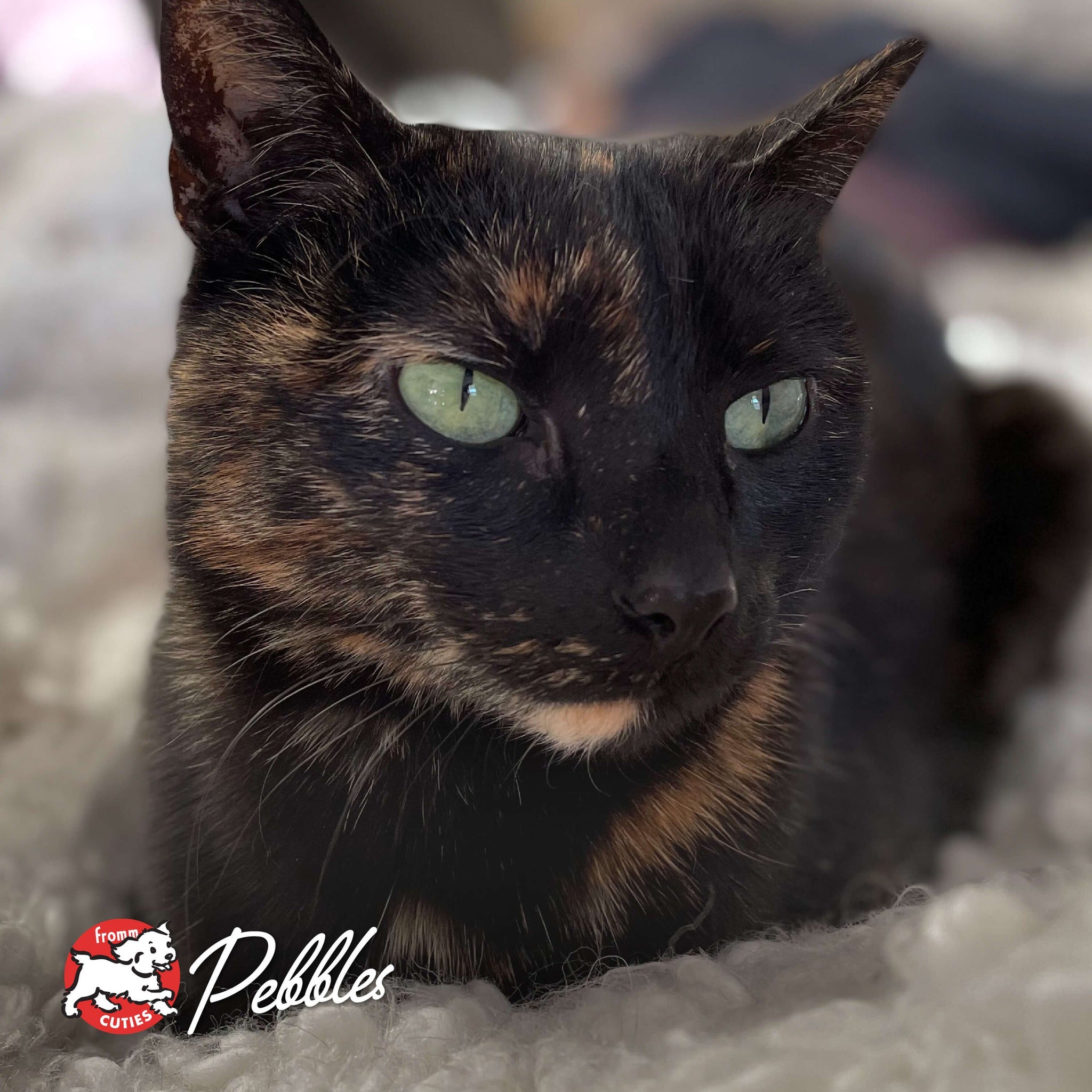 Cat Pebbles with green eyes resting on a fluffy blanket, from the Fromm Cuties gallery