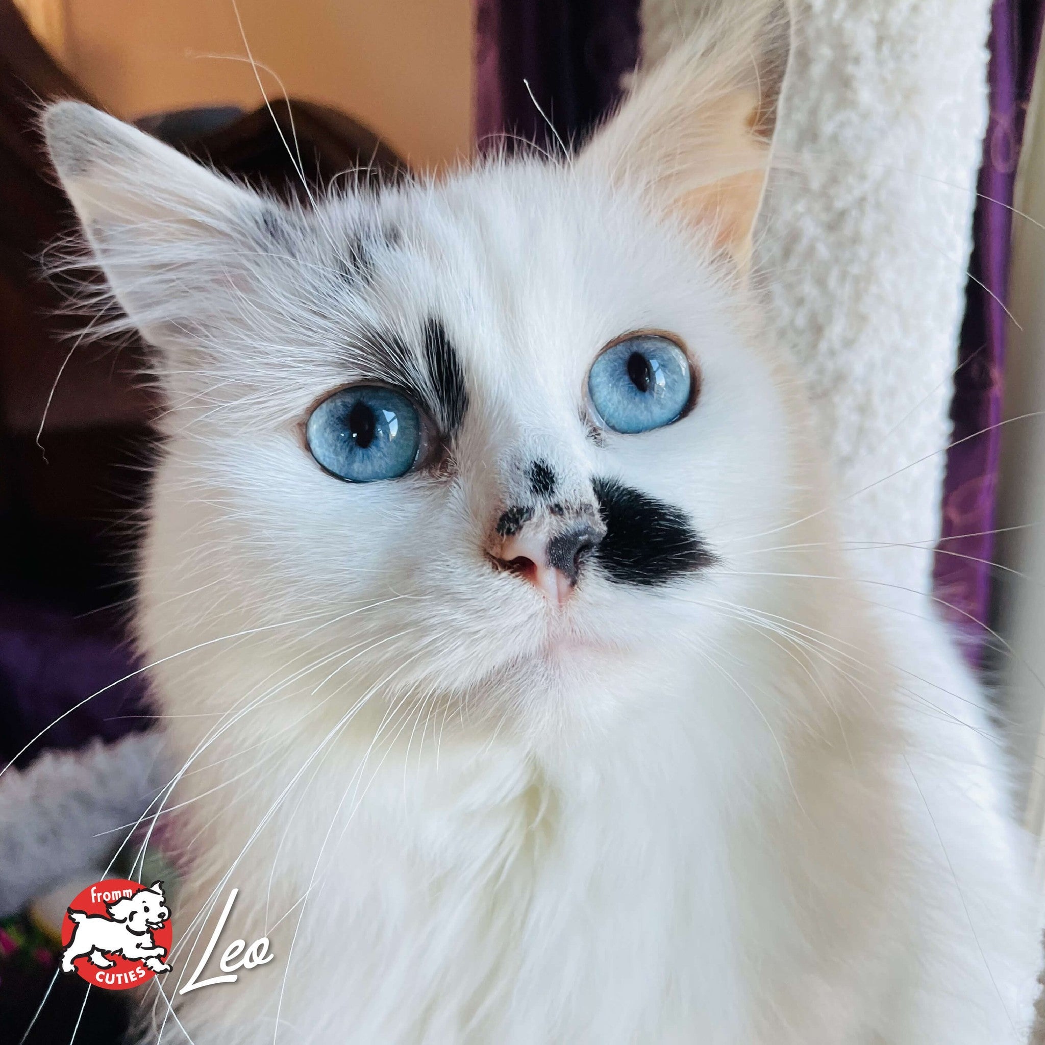 Fluffy white cat Leo with striking blue eyes and a black nose marking, from the Fromm Cuties gallery