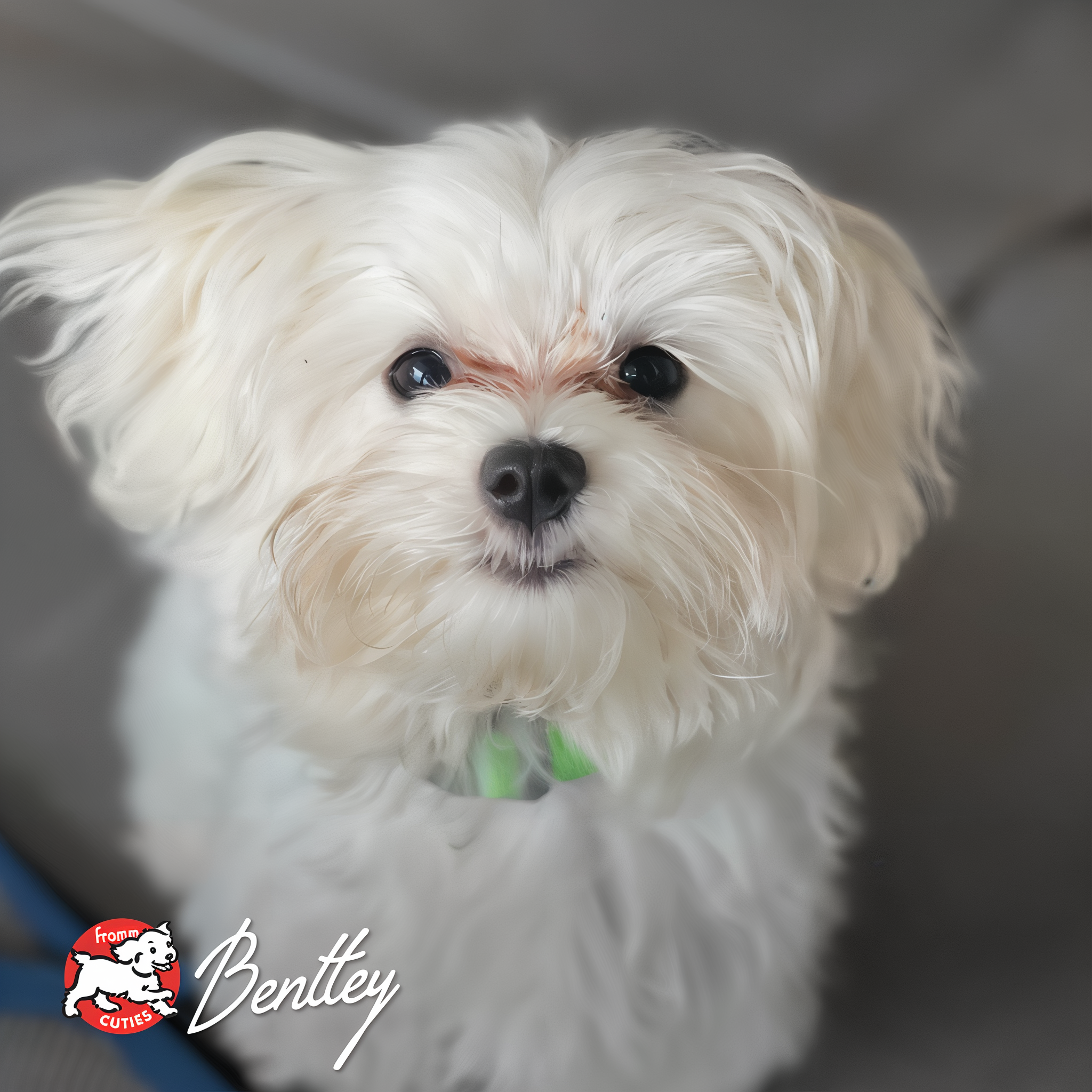 Fluffy white dog Bentley, from the Fromm Cuties gallery