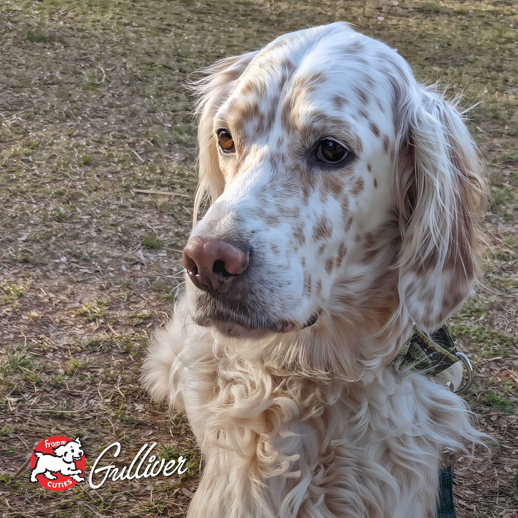 English setter Gulliver, from the Fromm Cuties gallery
