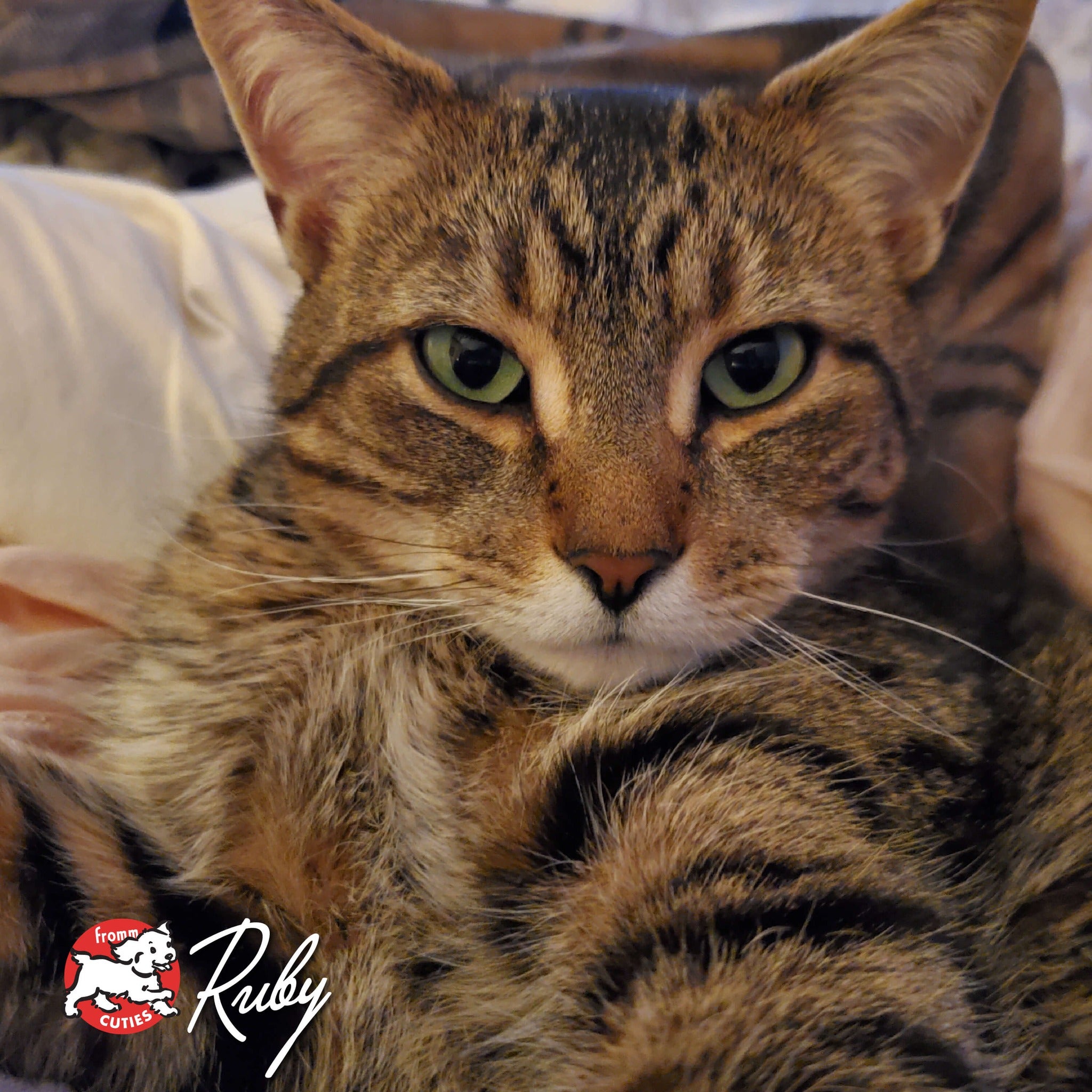 Cat Ruby resting curled up on a blanket, from the Fromm Cuties gallery