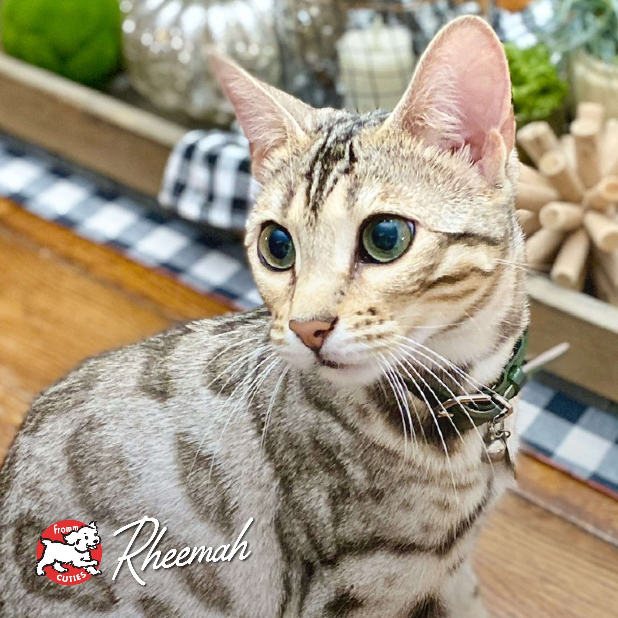 Cat Rheemah sitting on a wooden table indoors, from the Fromm Cuties gallery