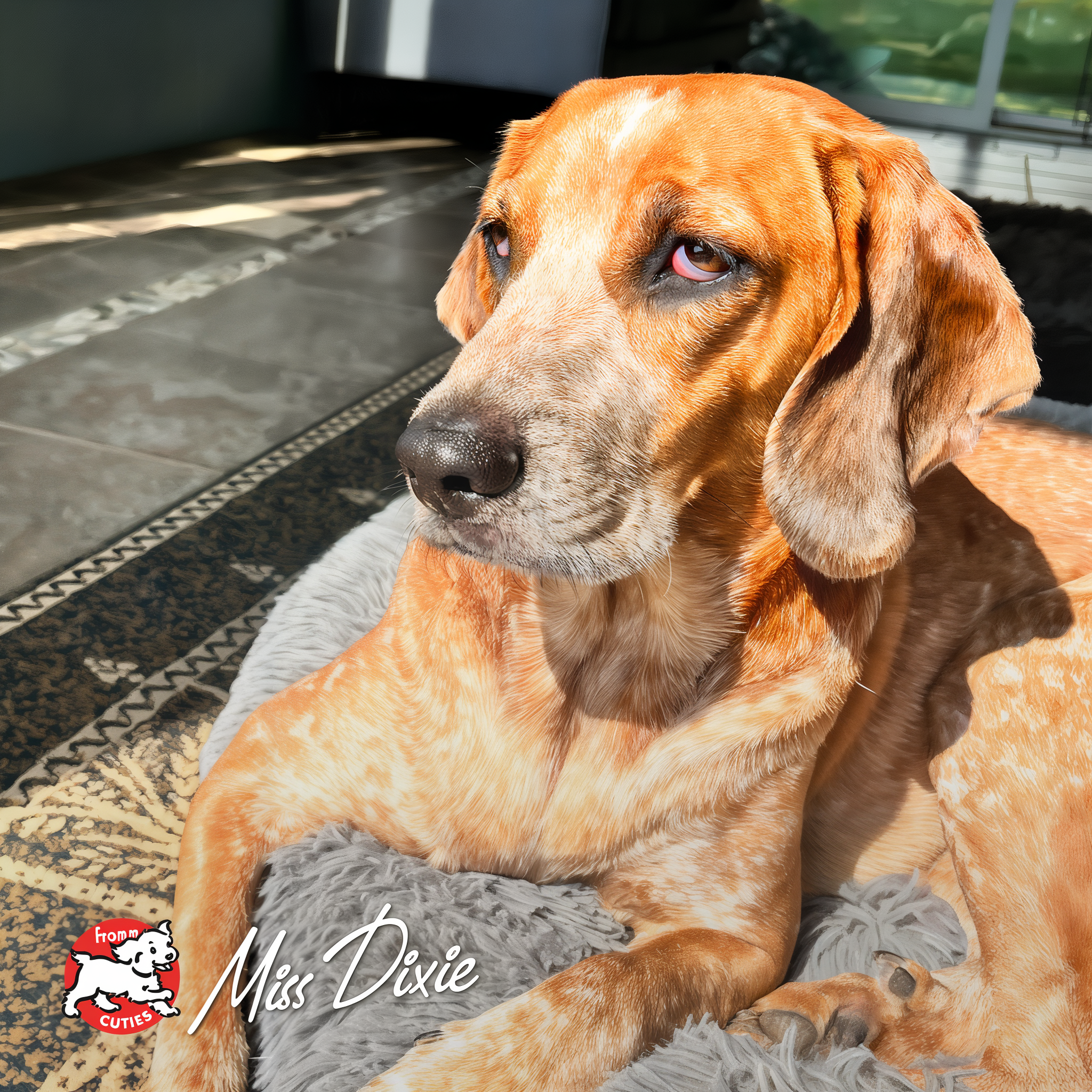 Dog Miss Dixie lounging on a dog bed in a sunny room, from the Fromm Cuties gallery