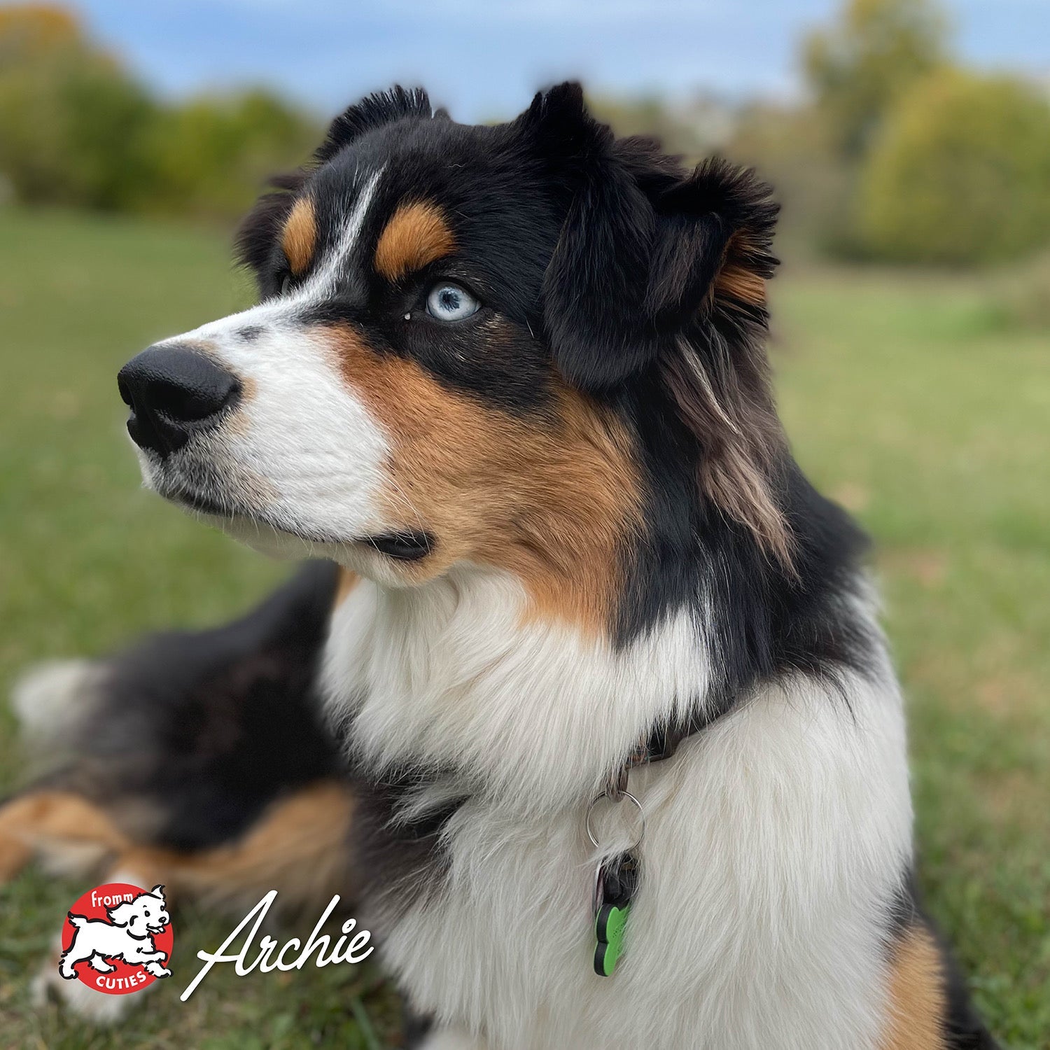 Tricolor dog Archie sitting in a grassy field, from the Fromm Cuties gallery
