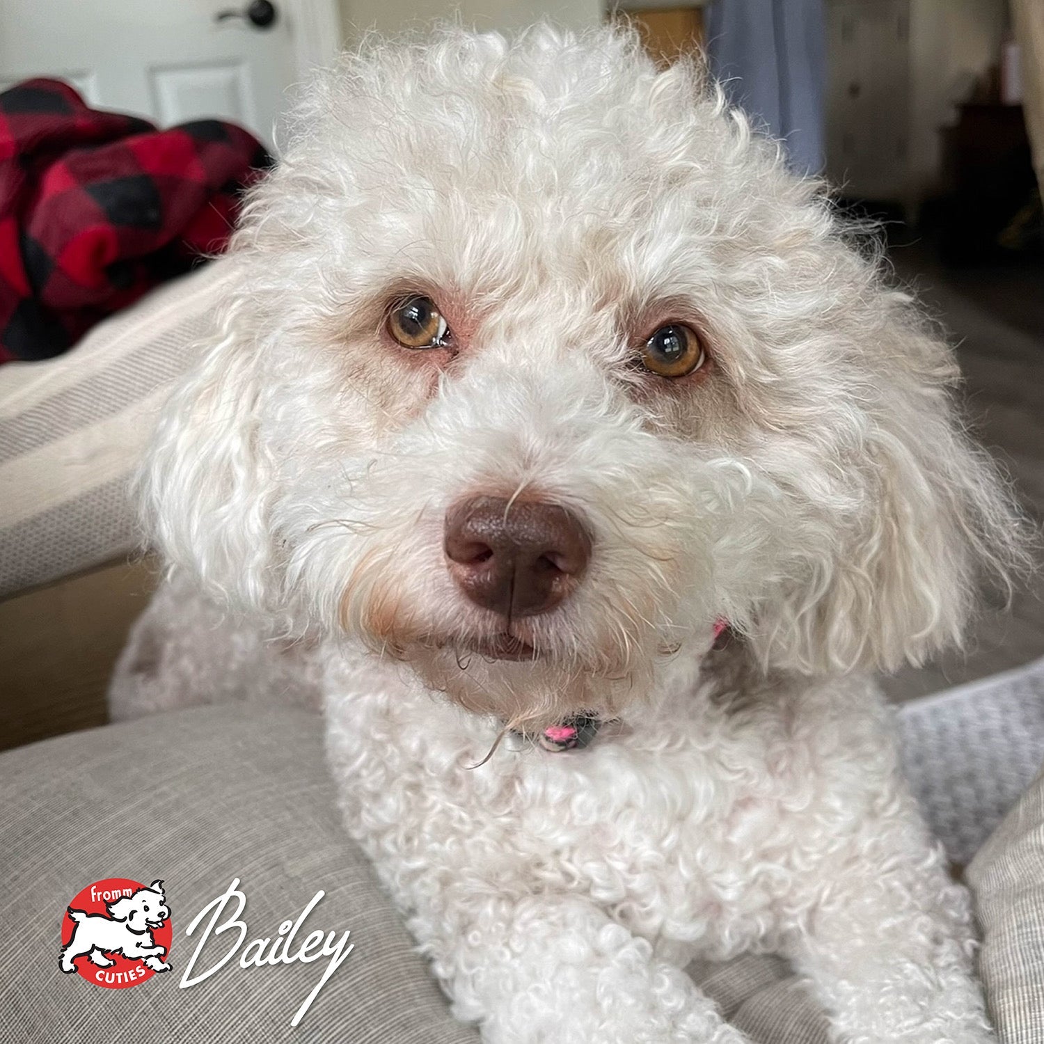 White curly-coated dog Bailey resting on a couch, from the Fromm Cuties gallery