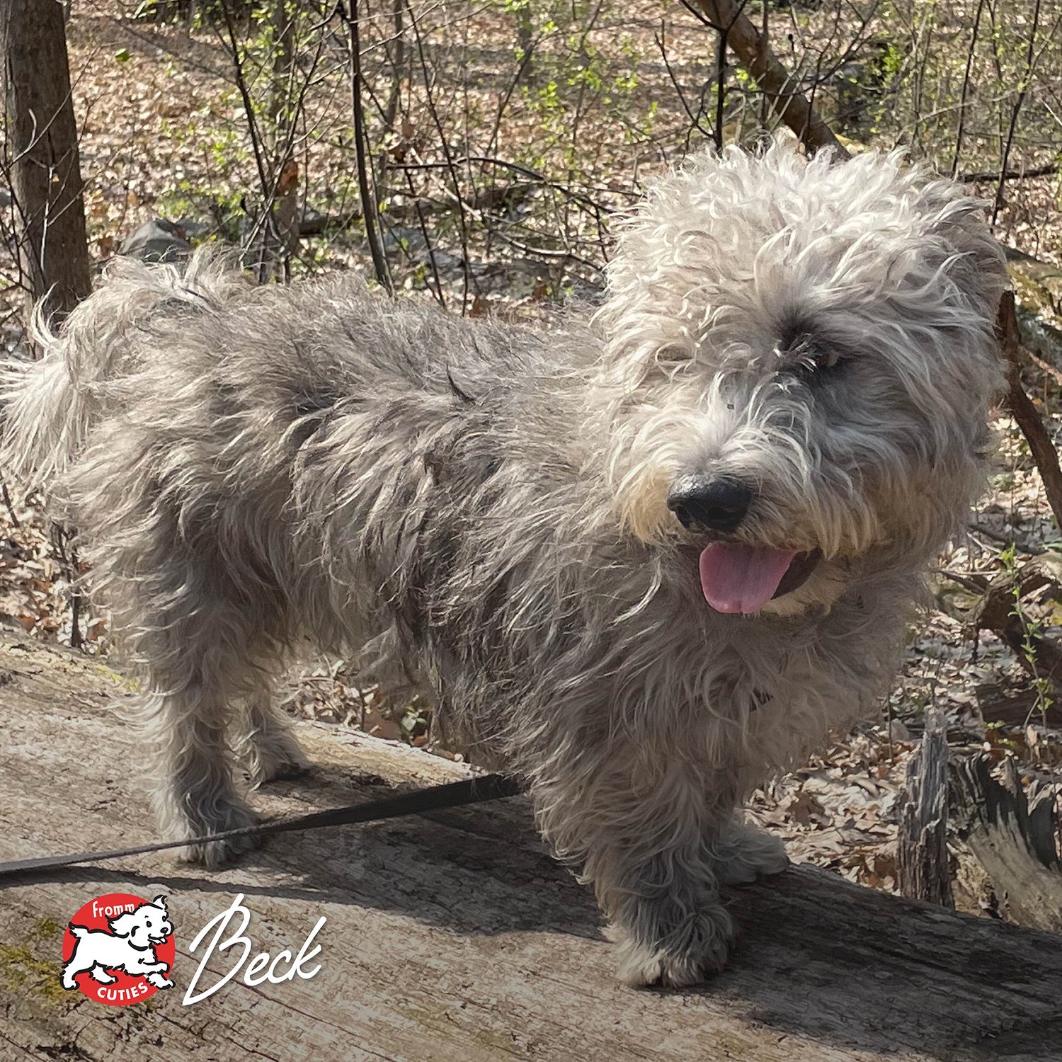 Shaggy gray dog Beck standing on a log in the woods, from the Fromm Cuties gallery