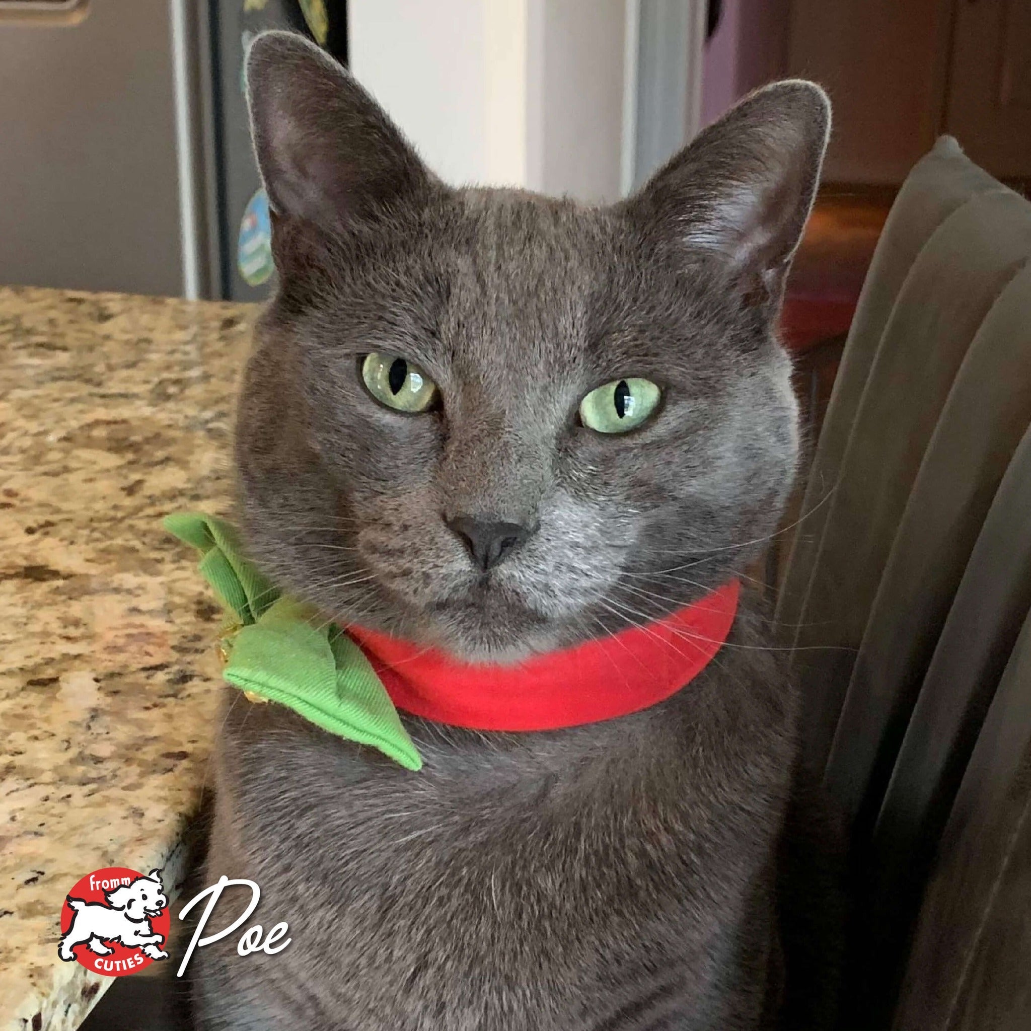Gray cat Poe wearing a red collar with a green bow, from the Fromm Cuties gallery