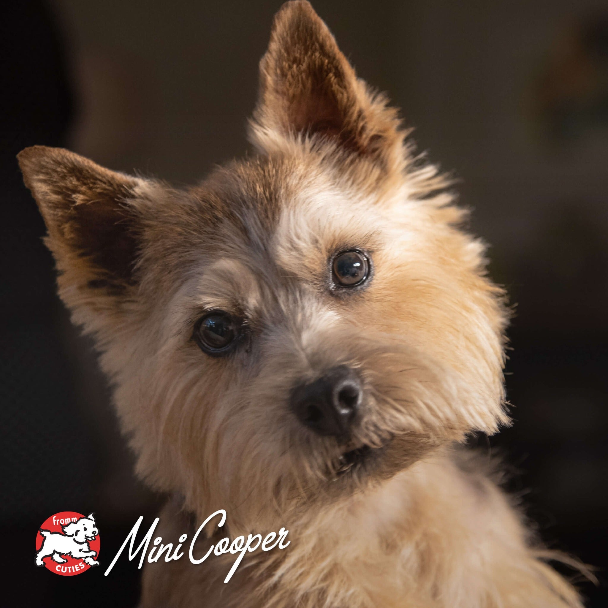 Small wiry-coated tan dog Mini Cooper with large upright ears, from the Fromm Cuties gallery