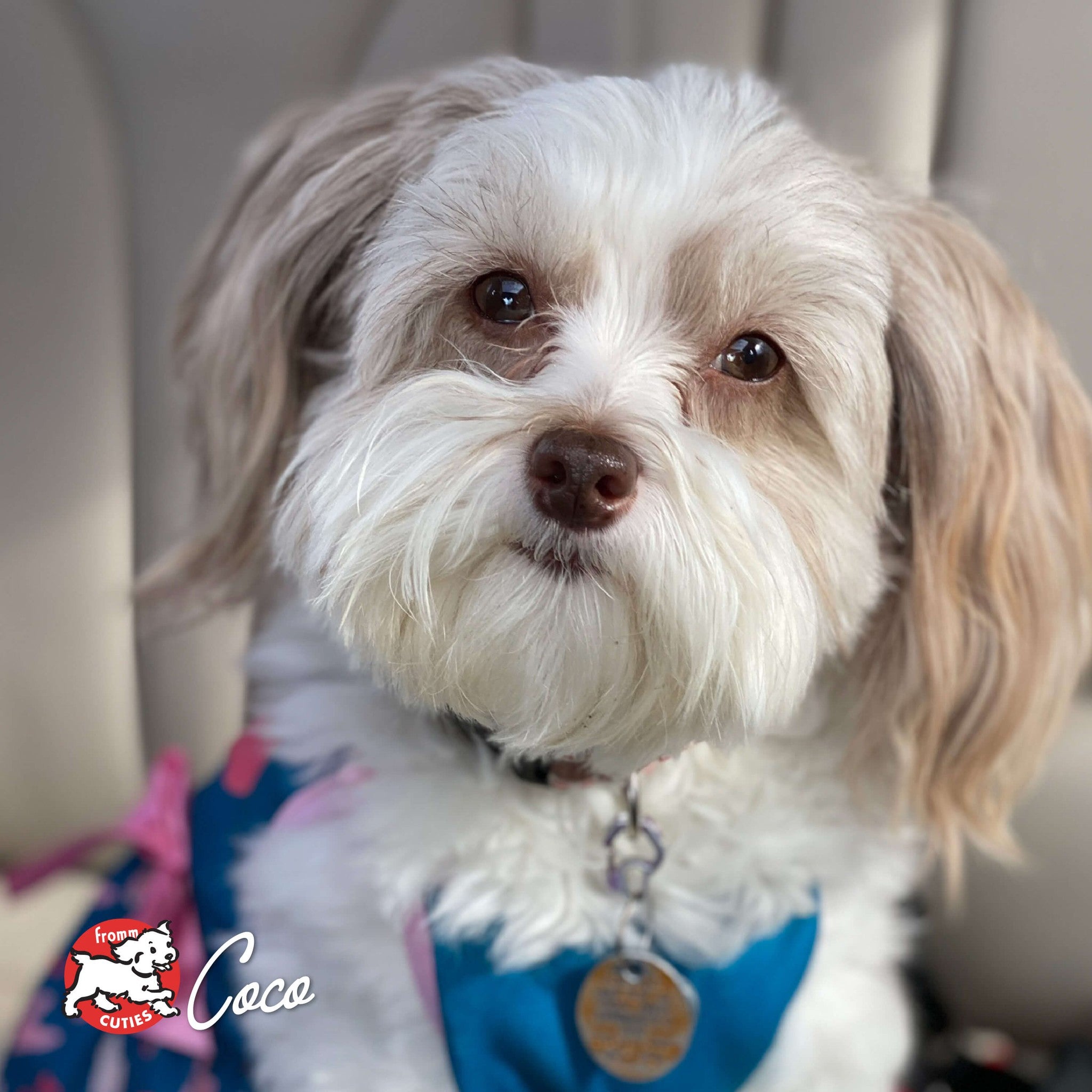 Small cream and white long-haired dog Coco wearing a blue bandana, from the Fromm Cuties gallery
