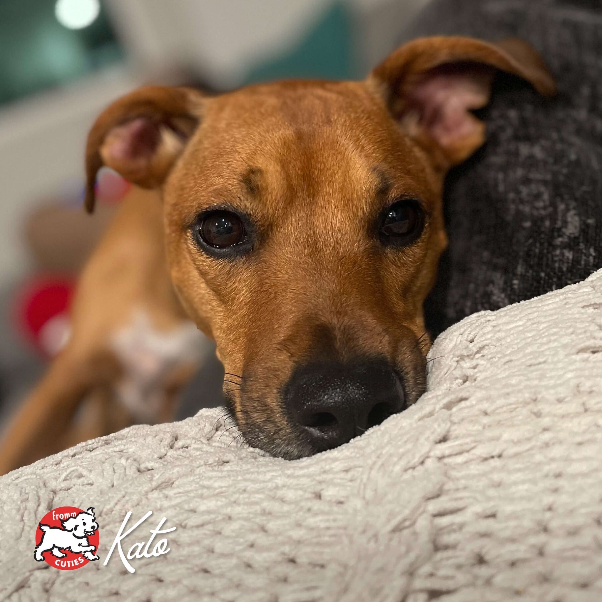 Tan dog Kato resting its head on a soft white blanket, from the Fromm Cuties gallery