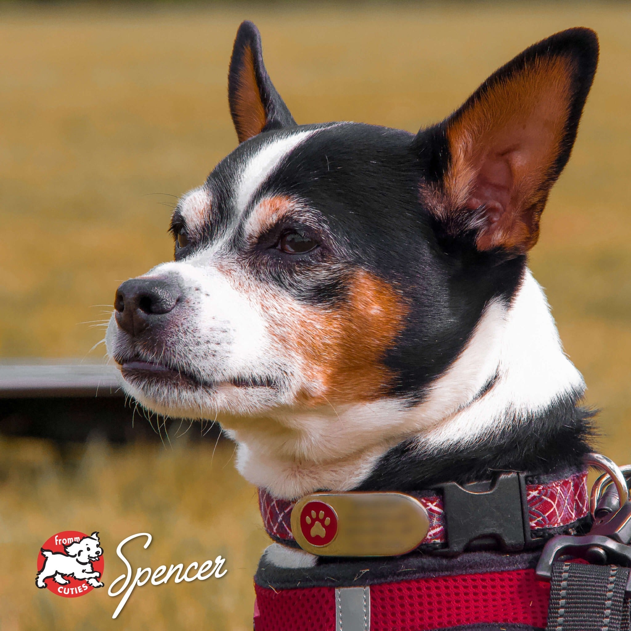 Black, tan, and white dog Spencer with a red collar outdoors, from the Fromm Cuties gallery
