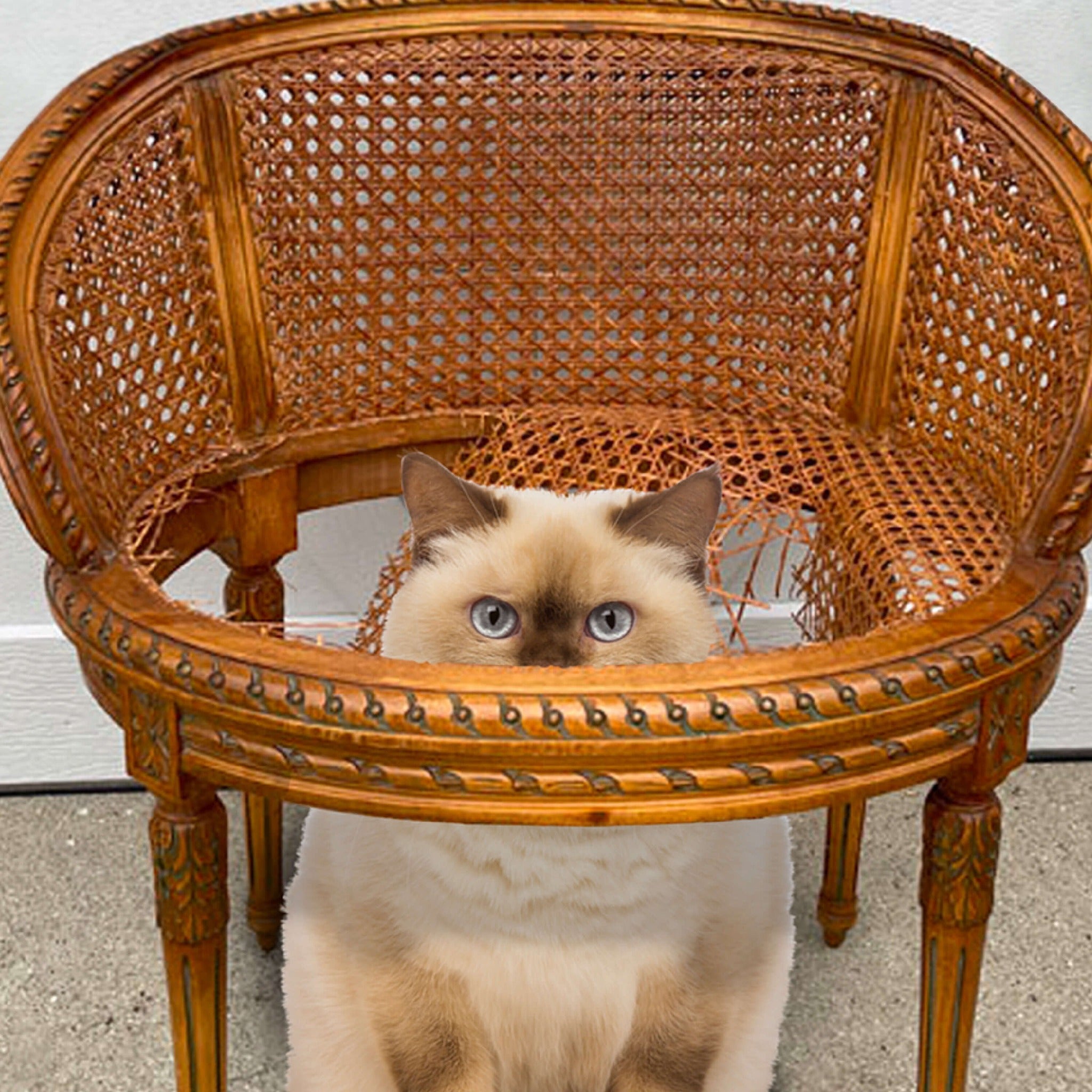 Cream and seal-point cat peeking over the edge of an ornate wicker chair