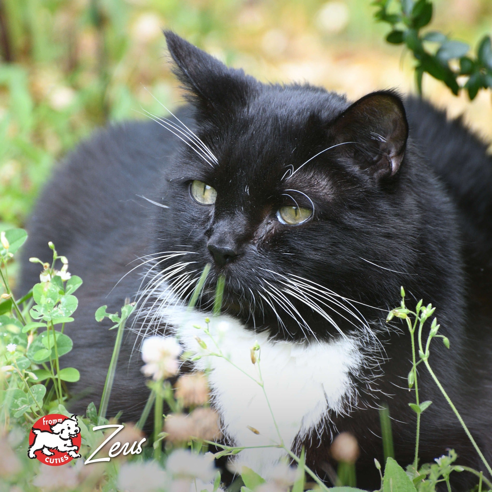Cat Zeus lying in a patch of clover, from the Fromm Cuties gallery