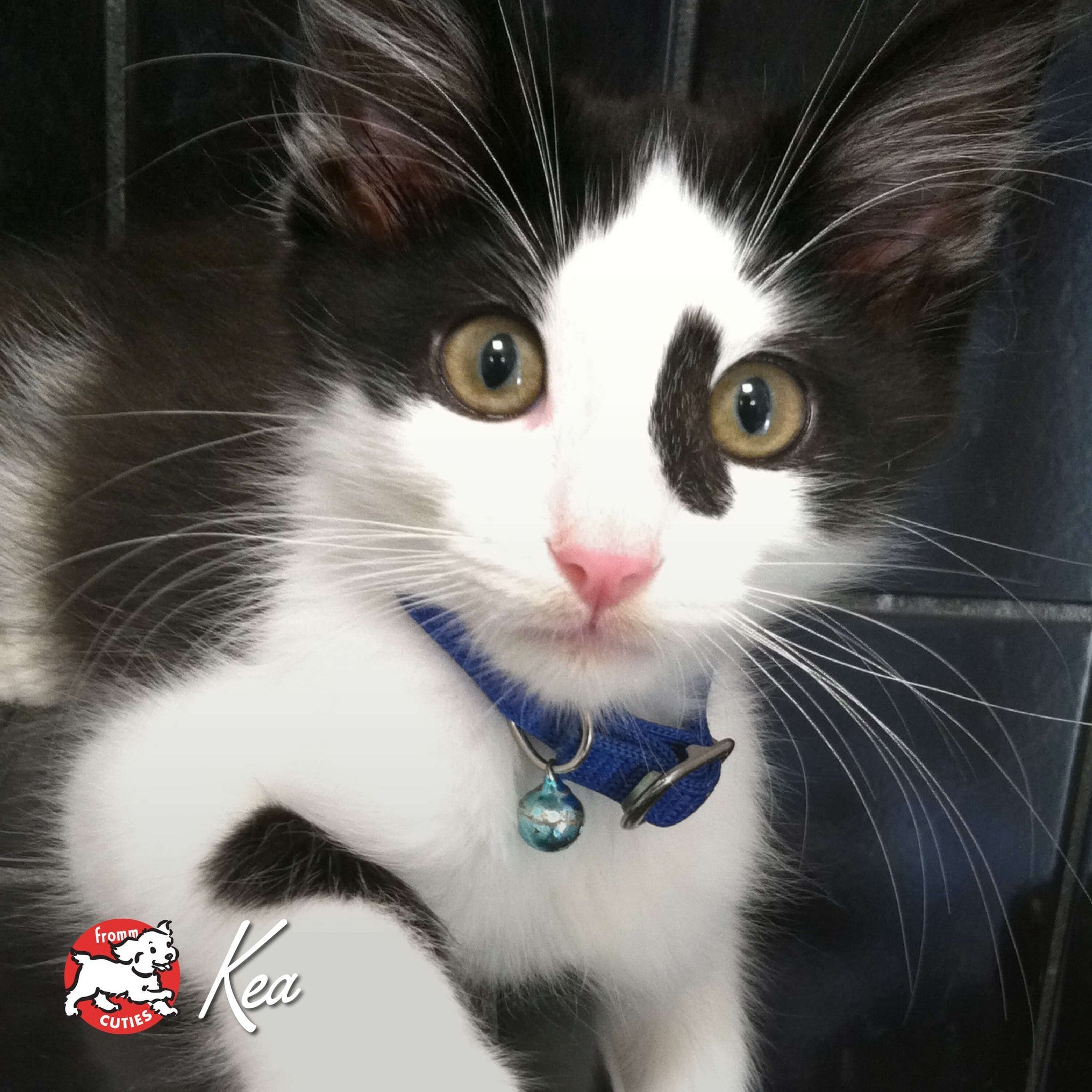 Kitten Kea wearing a blue collar with a bell, from the Fromm Cuties gallery